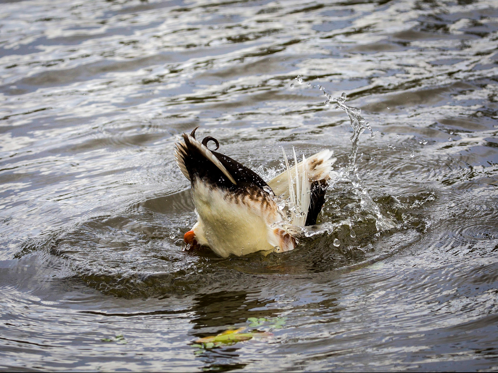 Birds of Hood's Lagoon