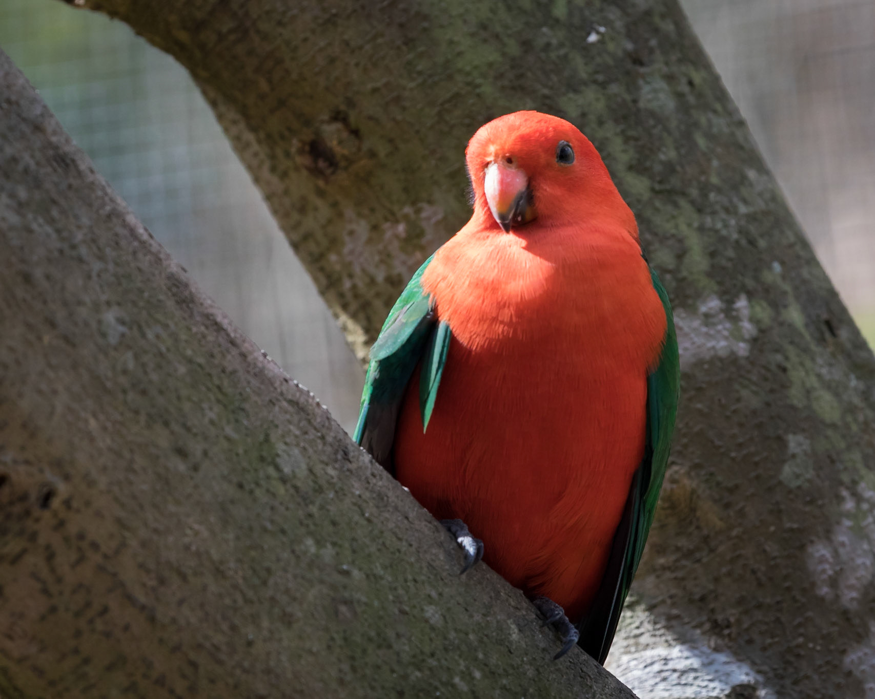 Flying High Bird Sanctuary
