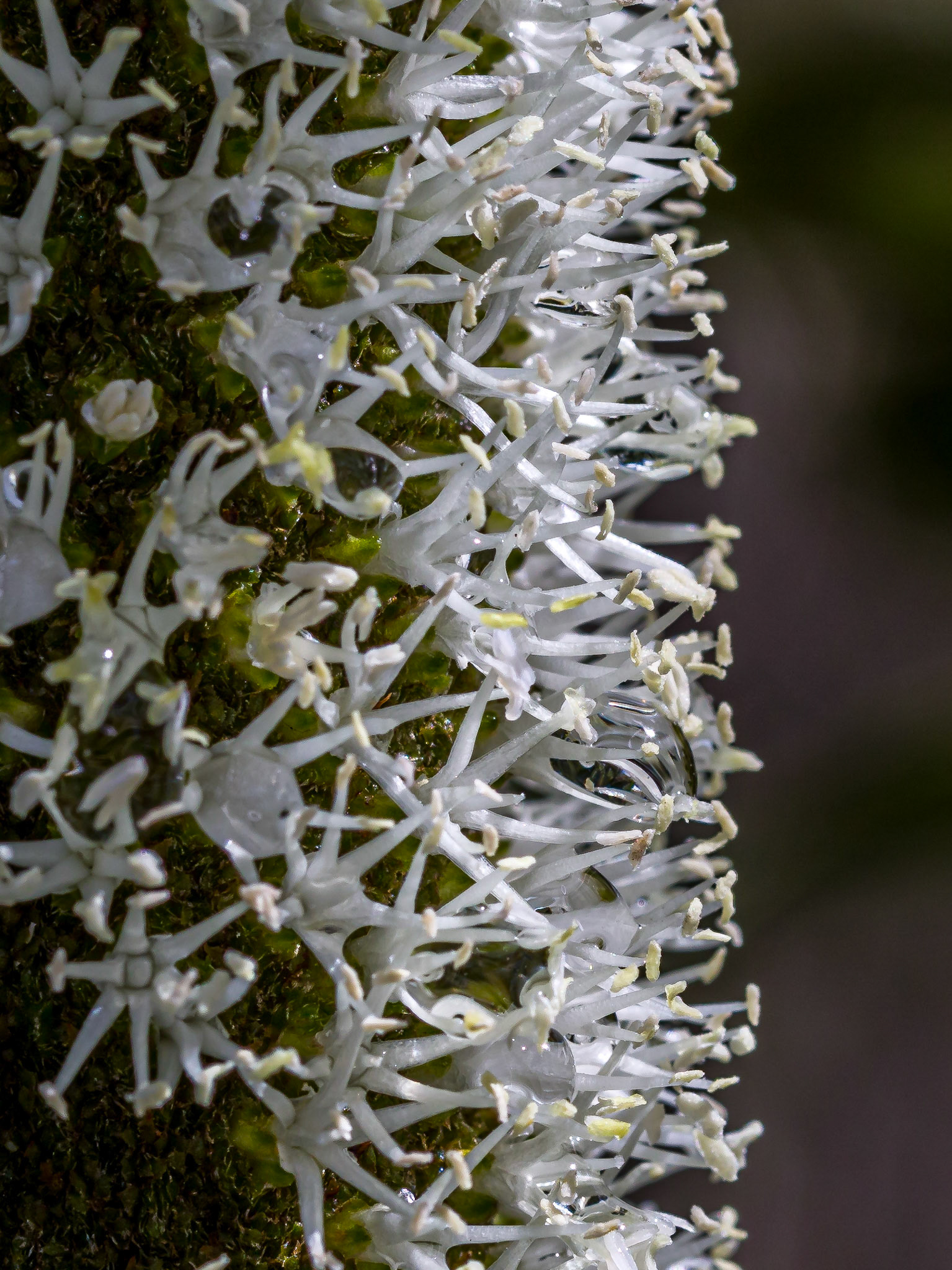 Water droplets amongst the flowers