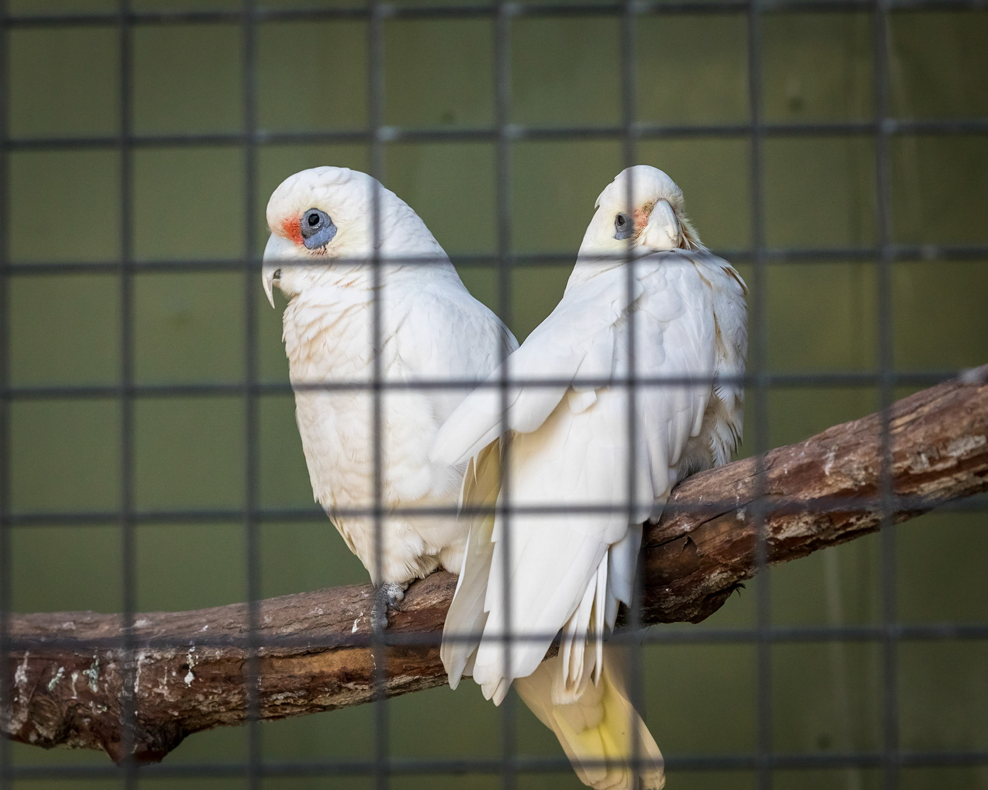 Flying High Bird Sanctuary