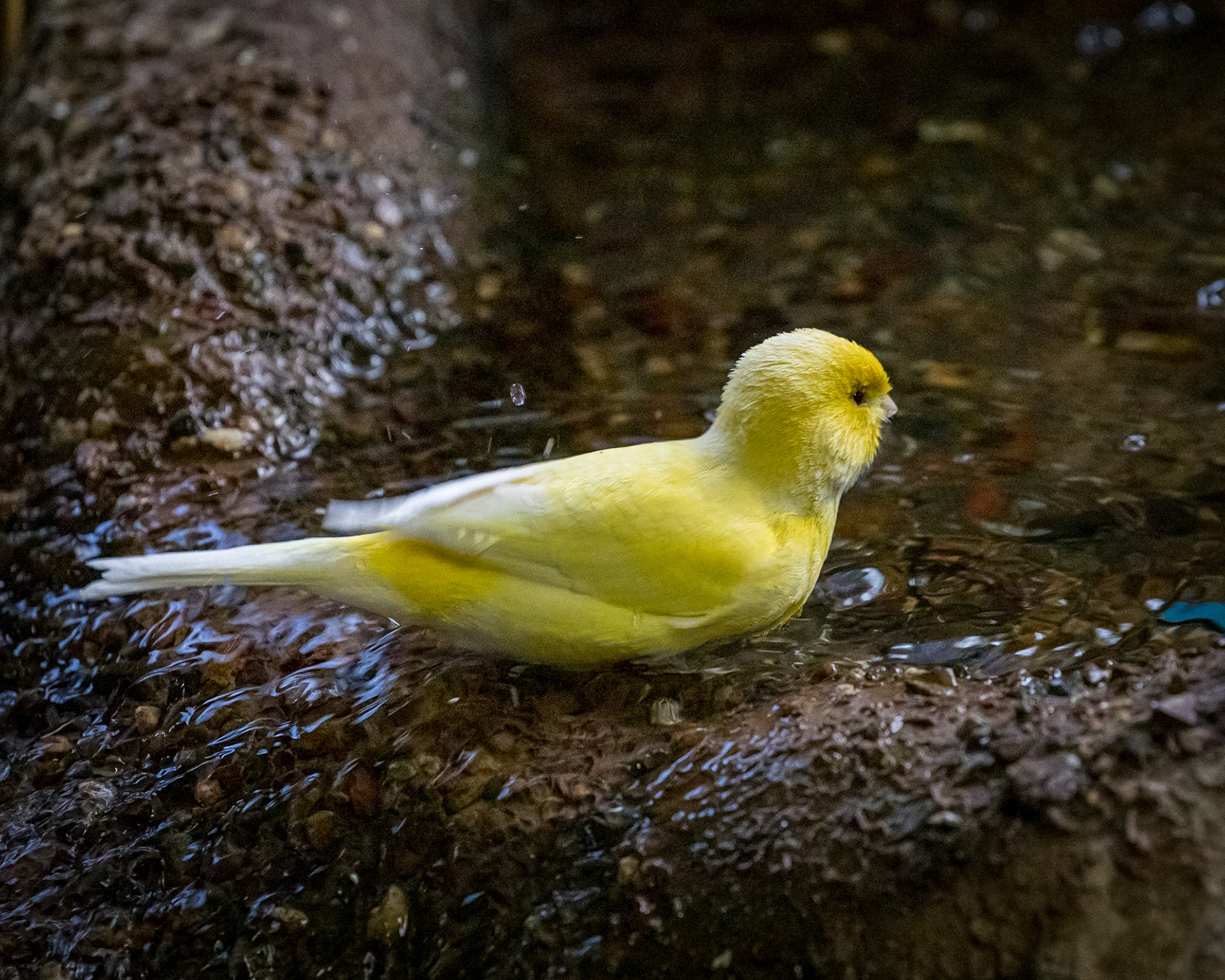 Flying High Bird Sanctuary