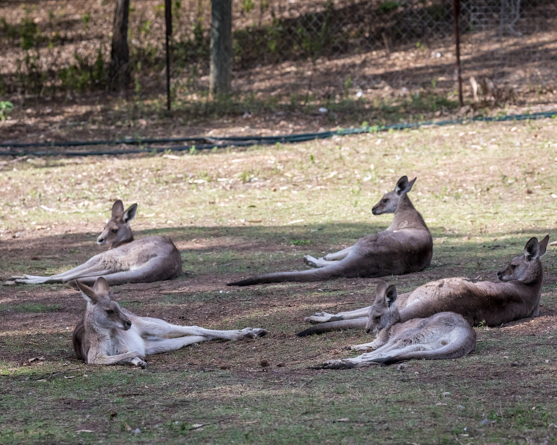 Flying High Bird Sanctuary