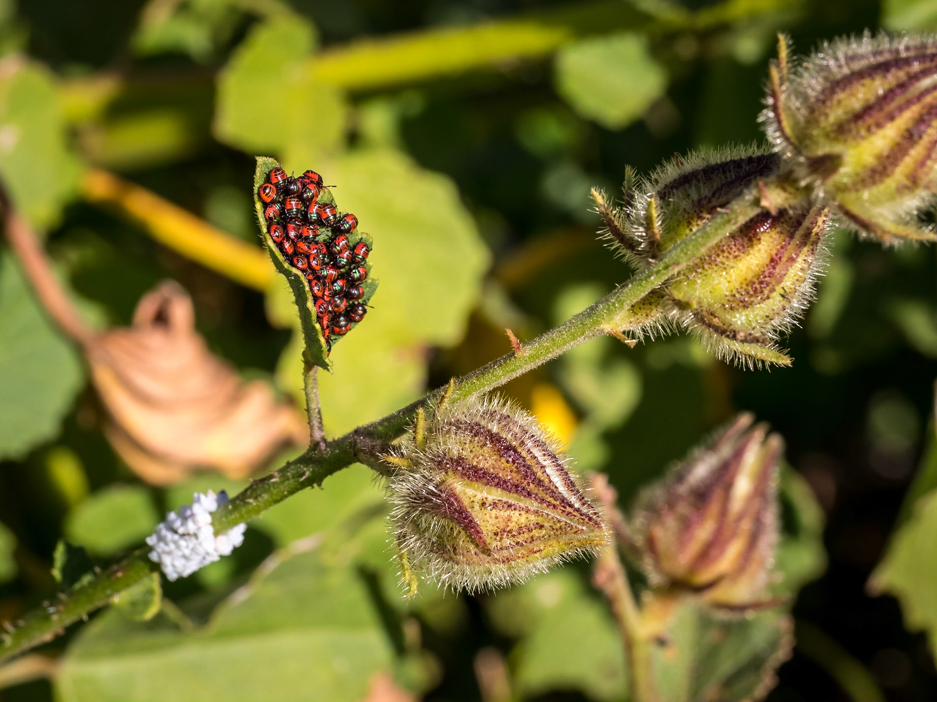 Recently hatched harlequin beetles with egg sacs