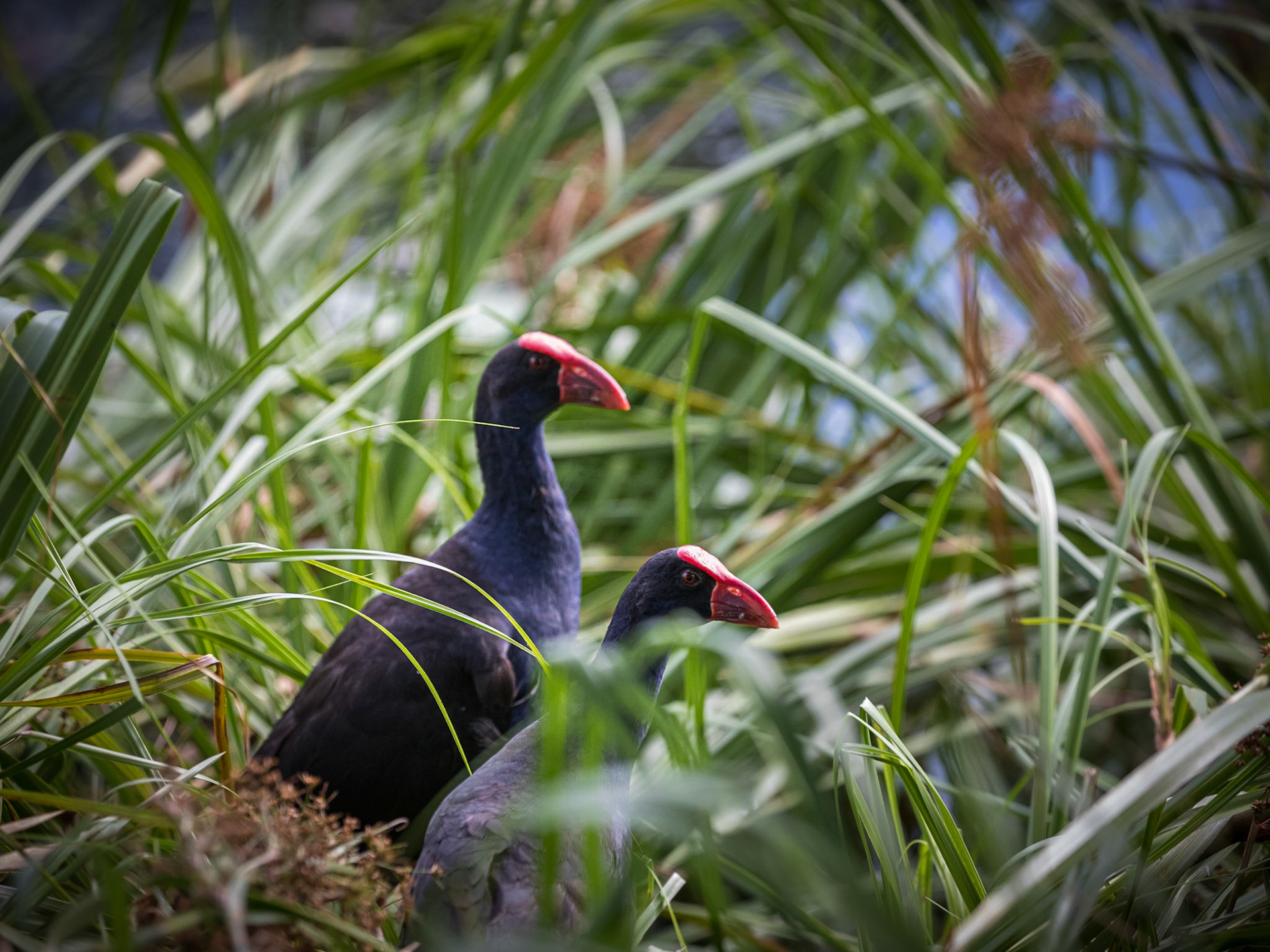 Purple Swamp Hen