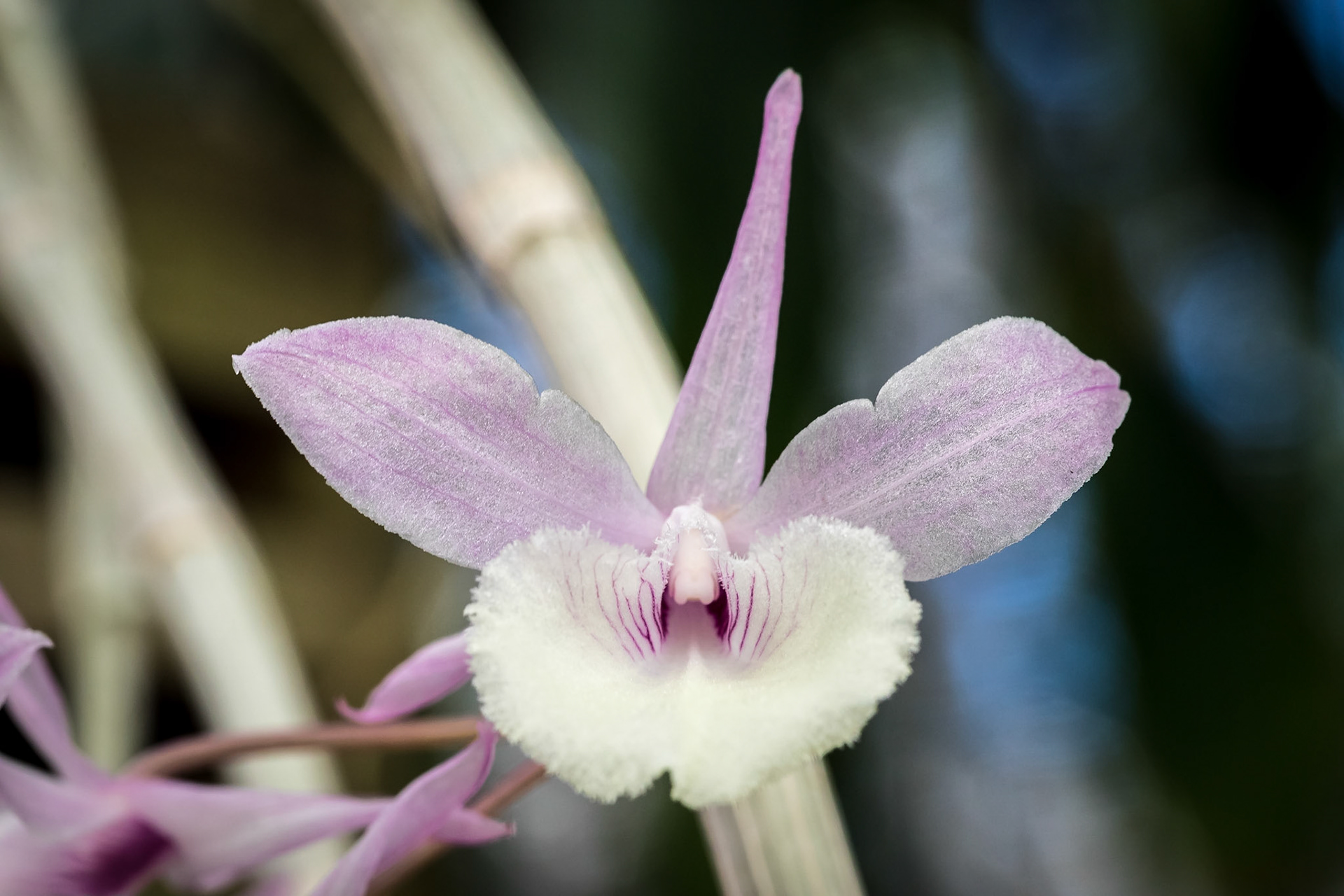 In the Orchid House, Hervey Bay Botanic Gardens
