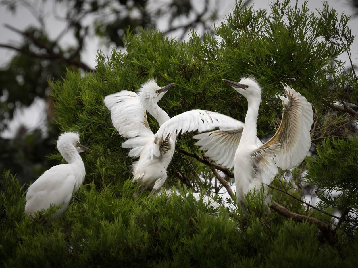 Sparring cattle egret chicks, in the nest waiting for their next feed.