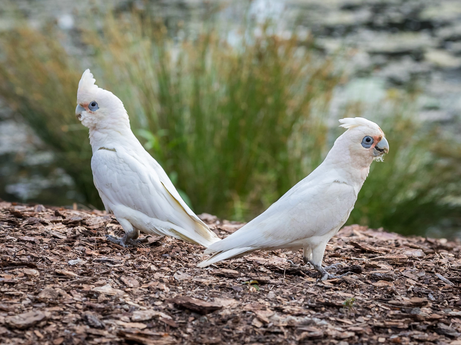 Corellas