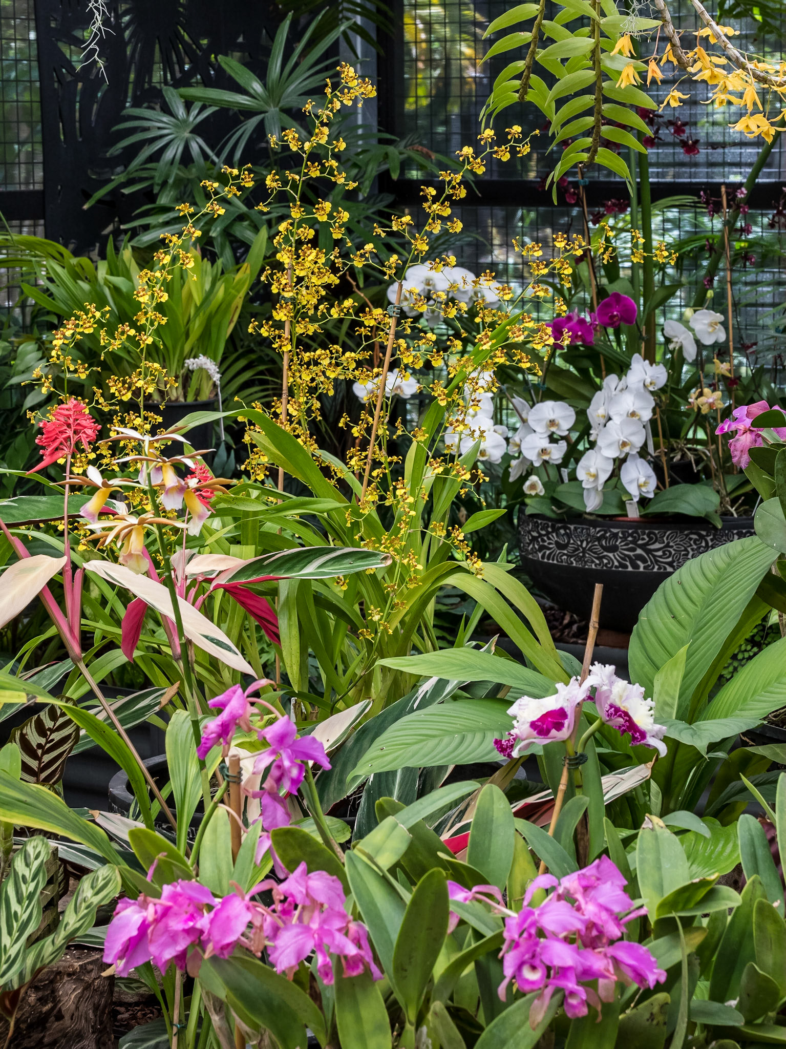 In the Orchid House, Hervey Bay Botanic Gardens