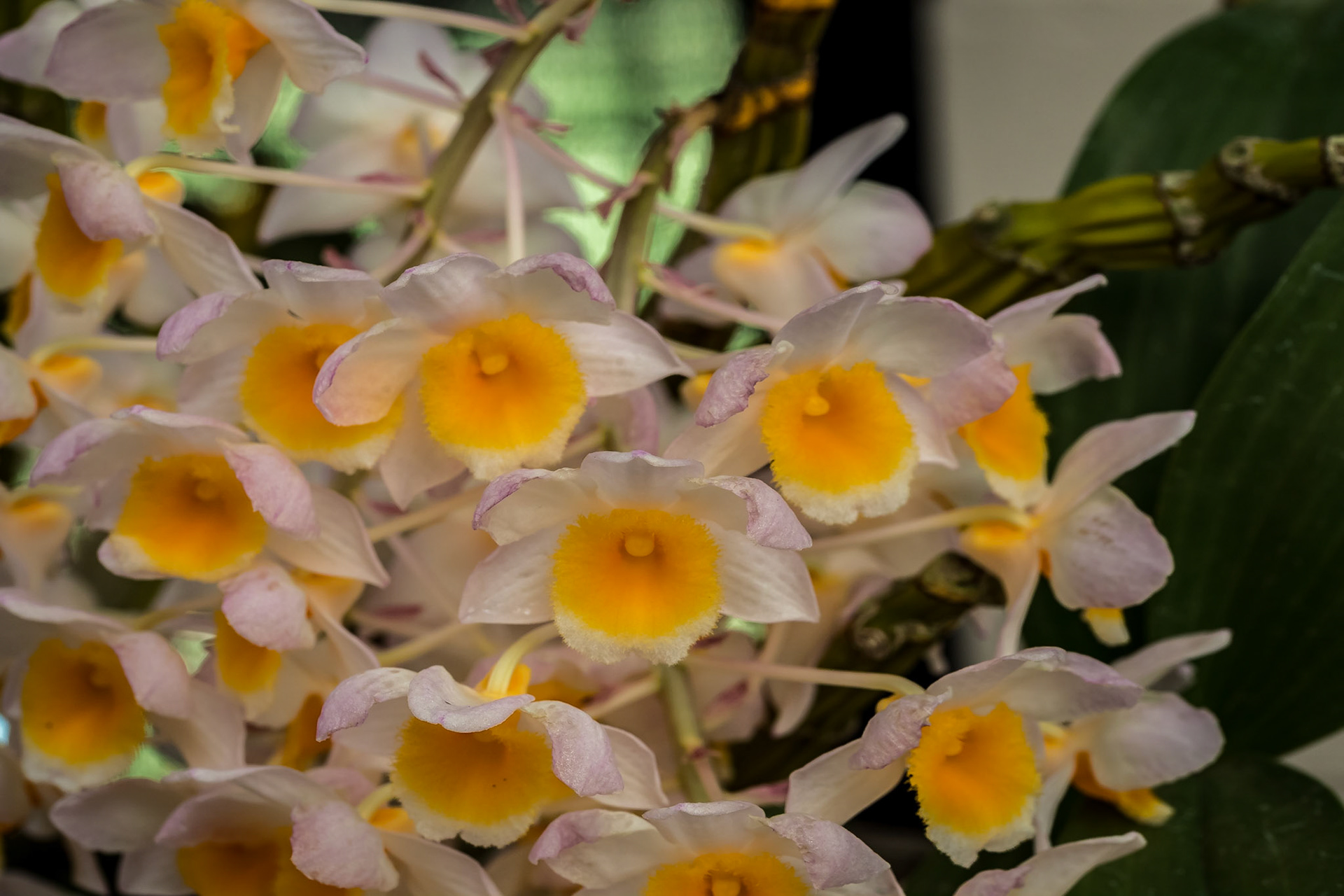 In the Orchid House, Hervey Bay Botanic Gardens