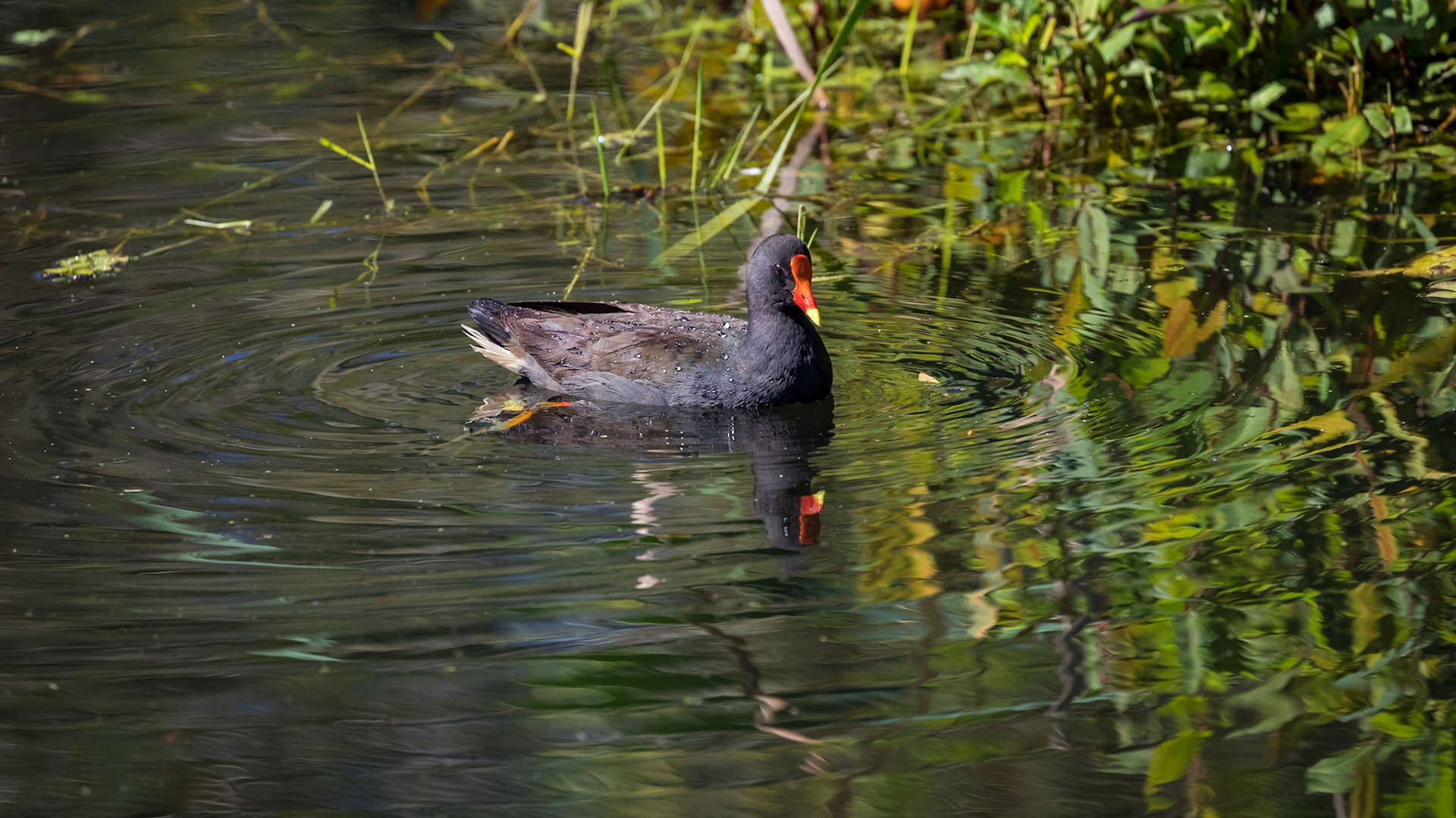 Baldwin Swamp Environment Park