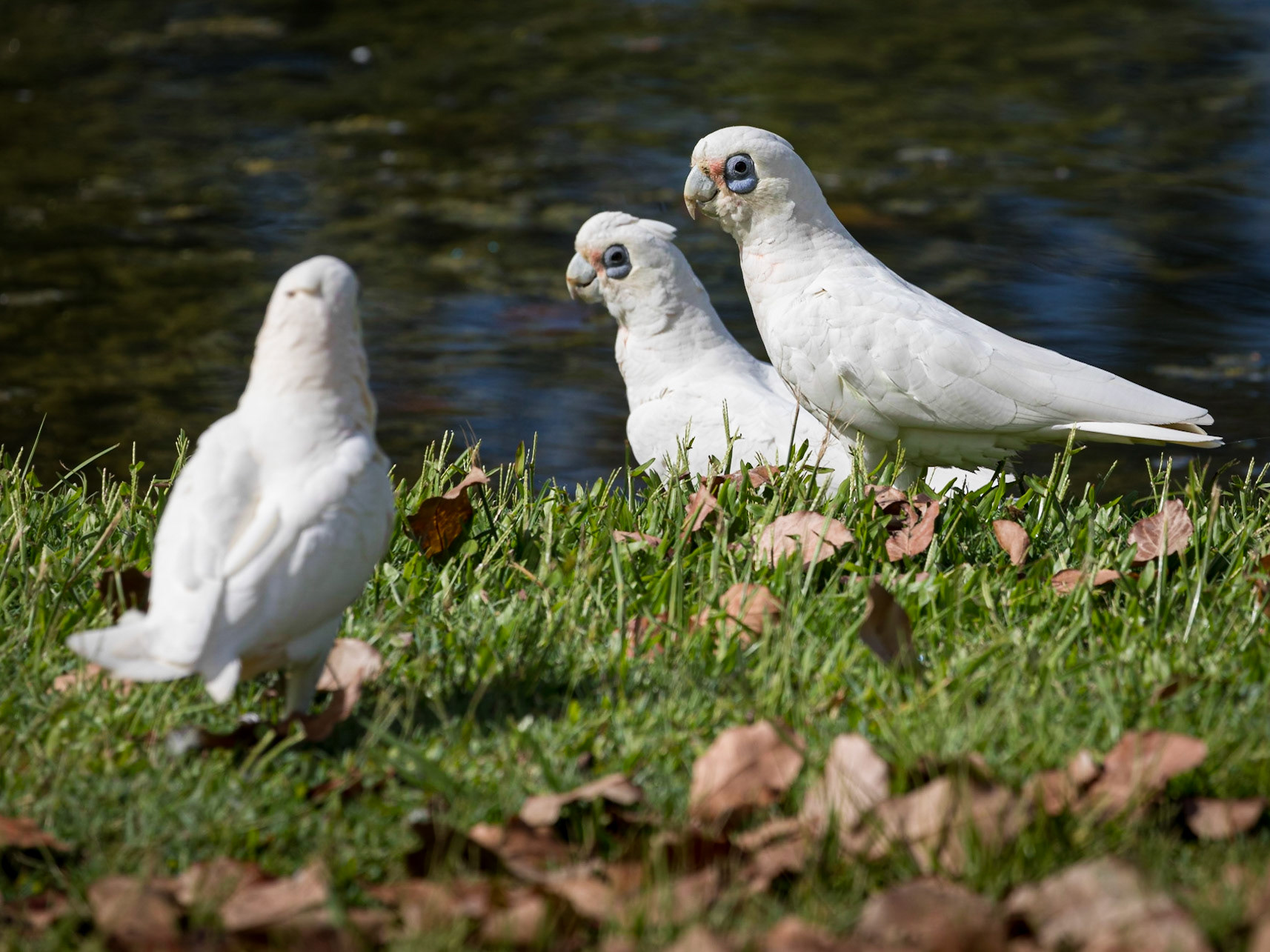 Corellas