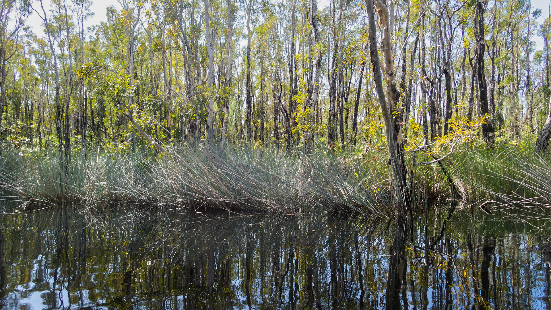 Passing through the Noosa Everglades