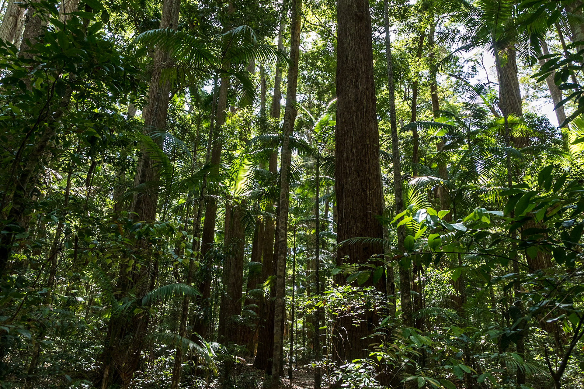 Pile Valley Rainforest