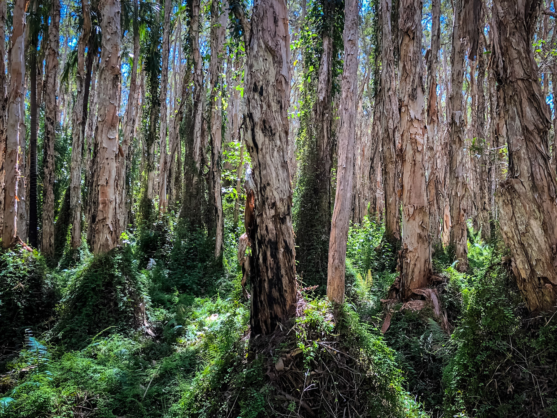 In the Stringybark Forest (18/4)