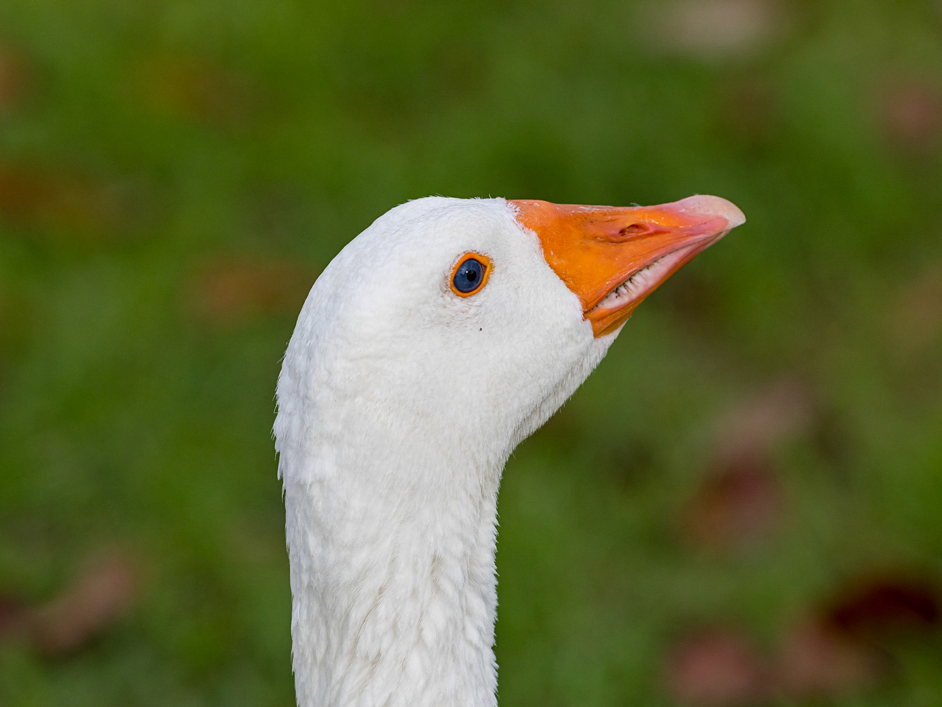 Goose