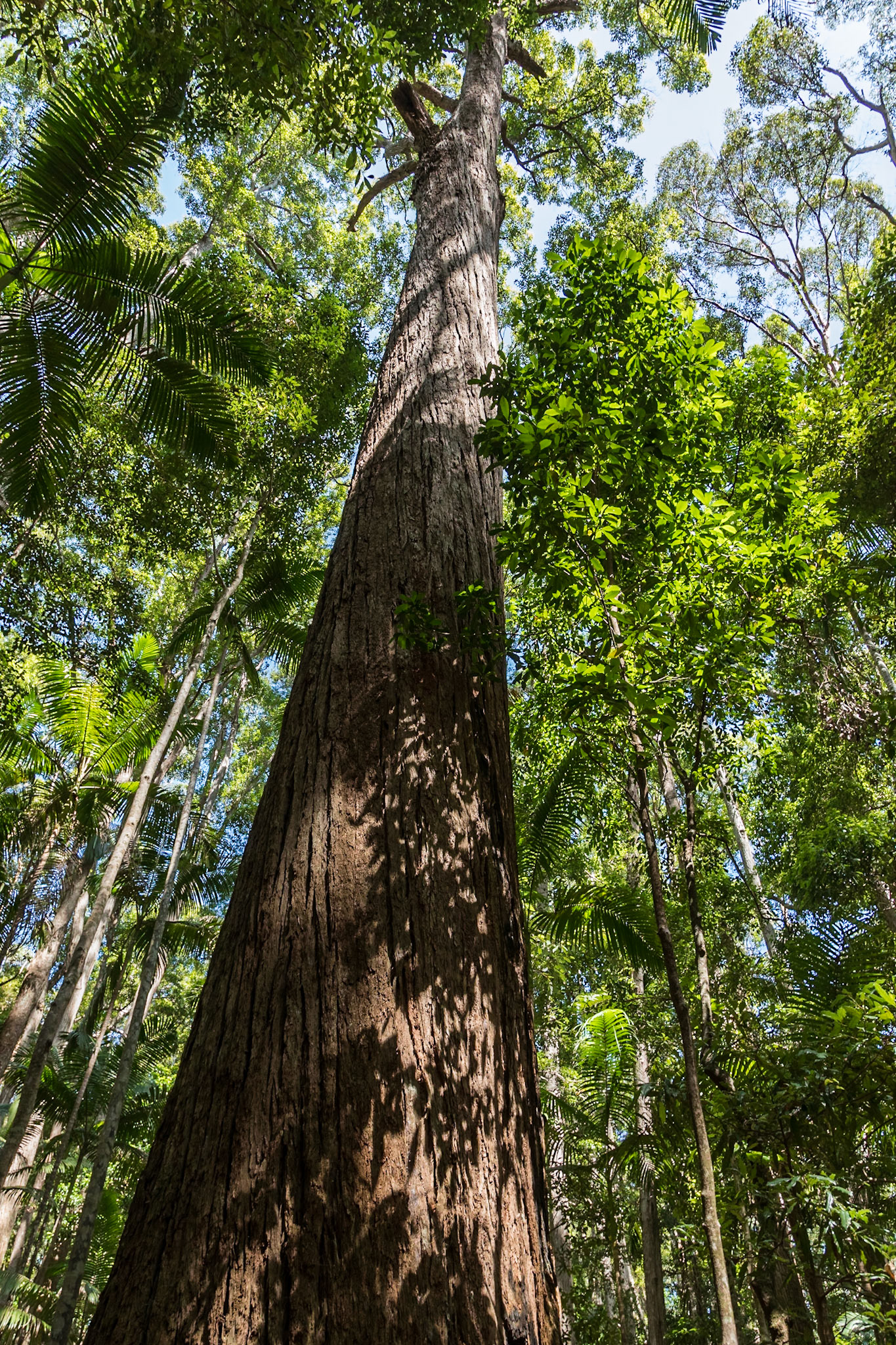Pile Valley Rainforest, ancient Satinay trees