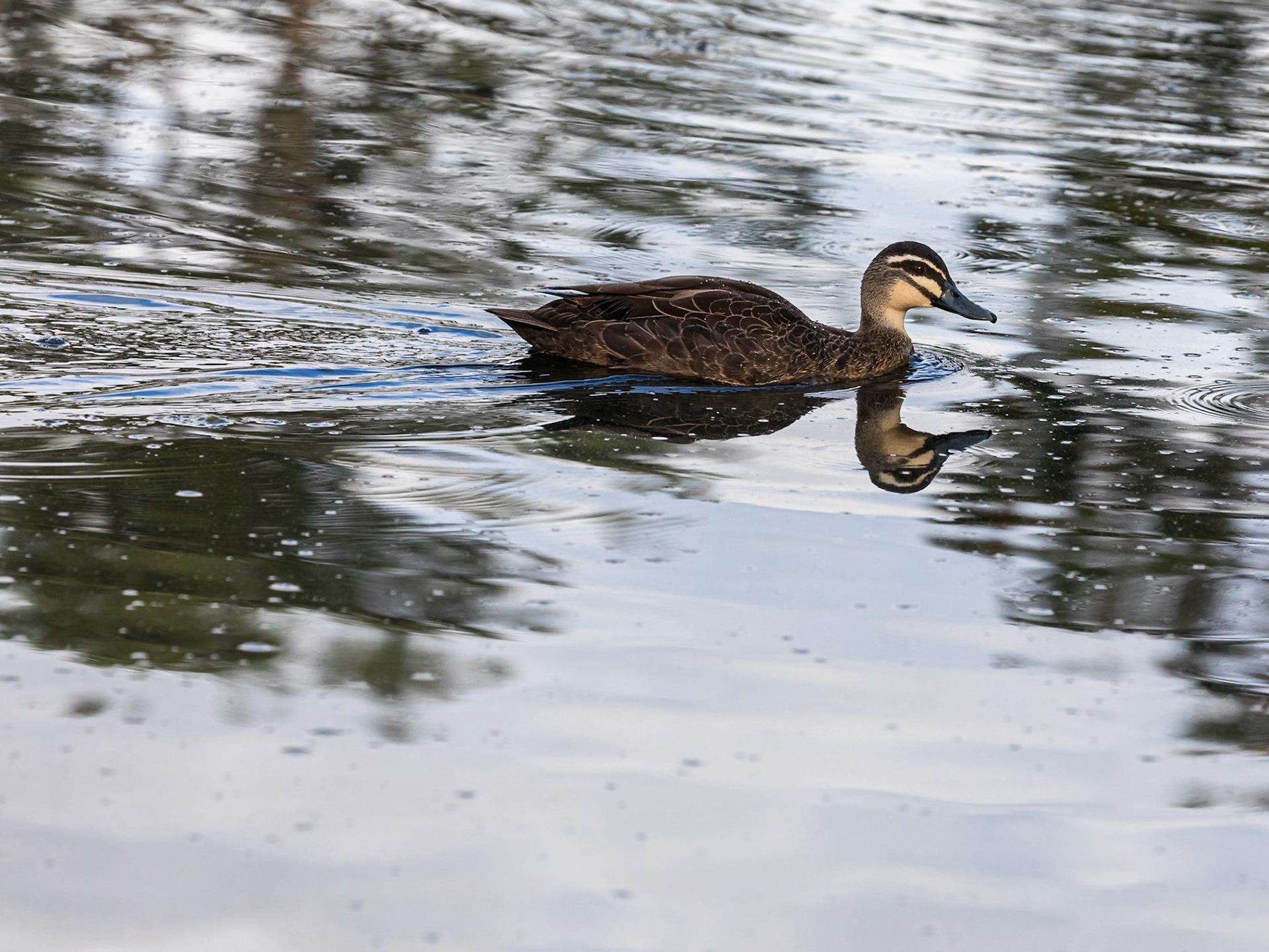 Pacific Black Duck