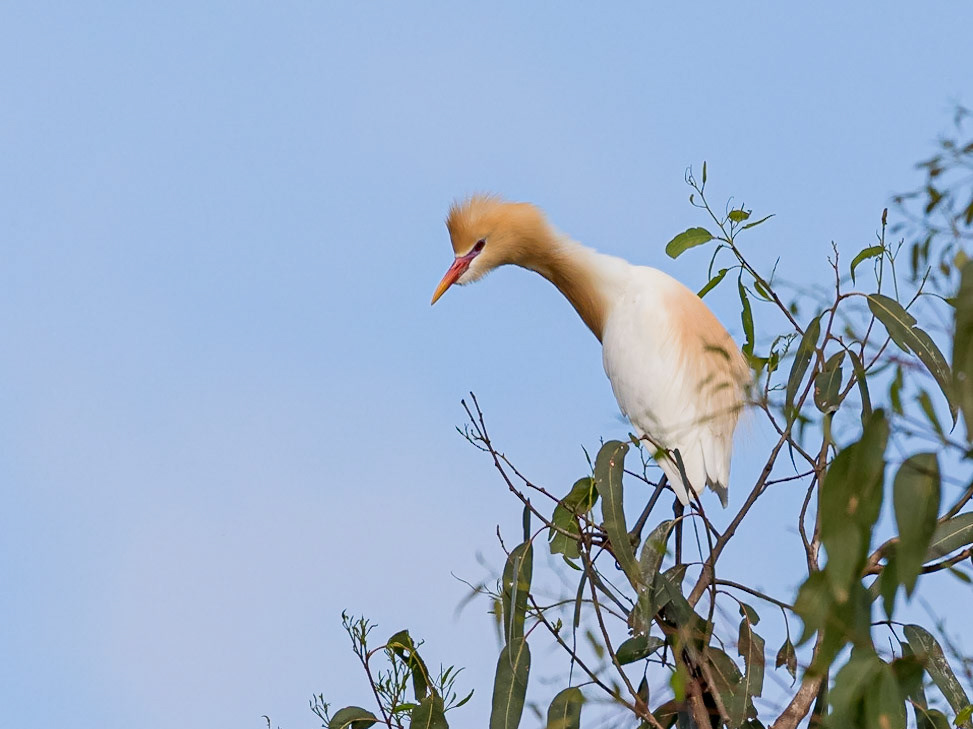 Cattle Egret