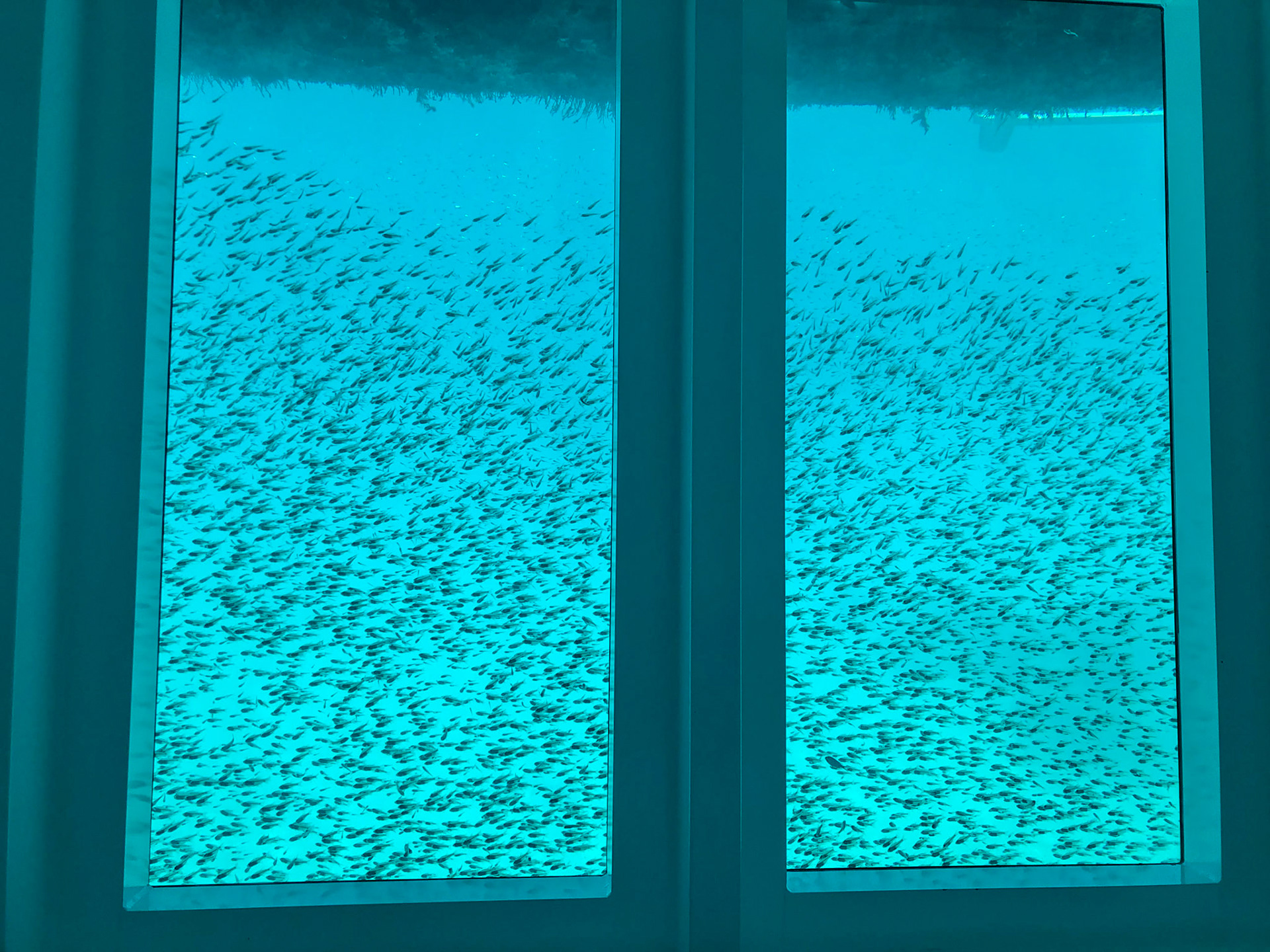 Thousands of little 'glass fish', seen through a couple of windows of the HQ's underwater observatory