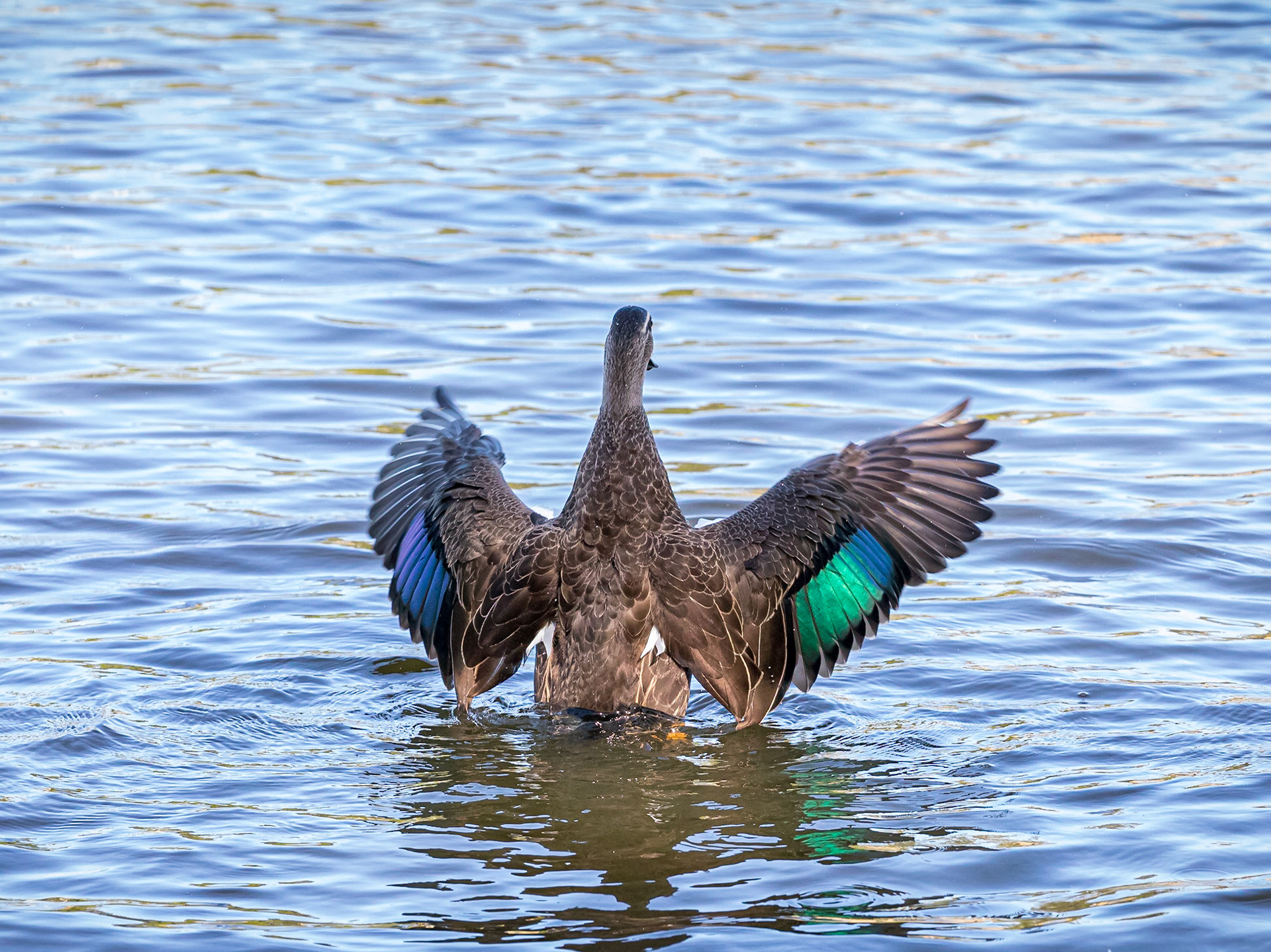 Pacific Black Duck
