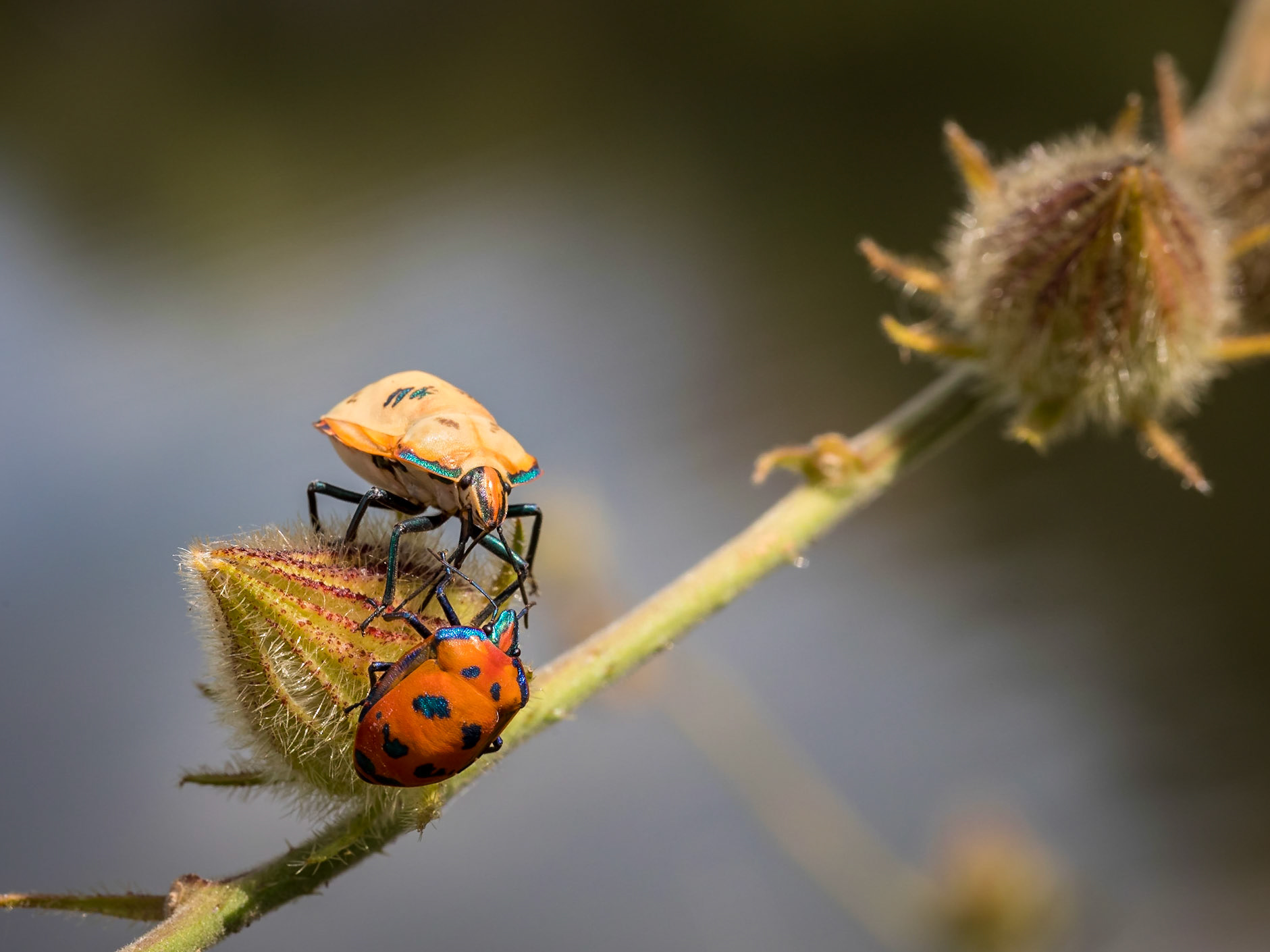 Pair of harlequin beetles