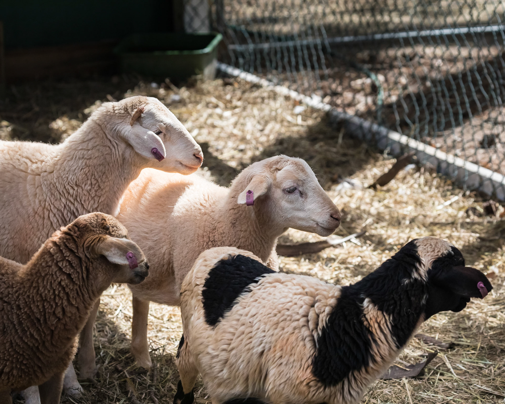 Flying High Bird Sanctuary
