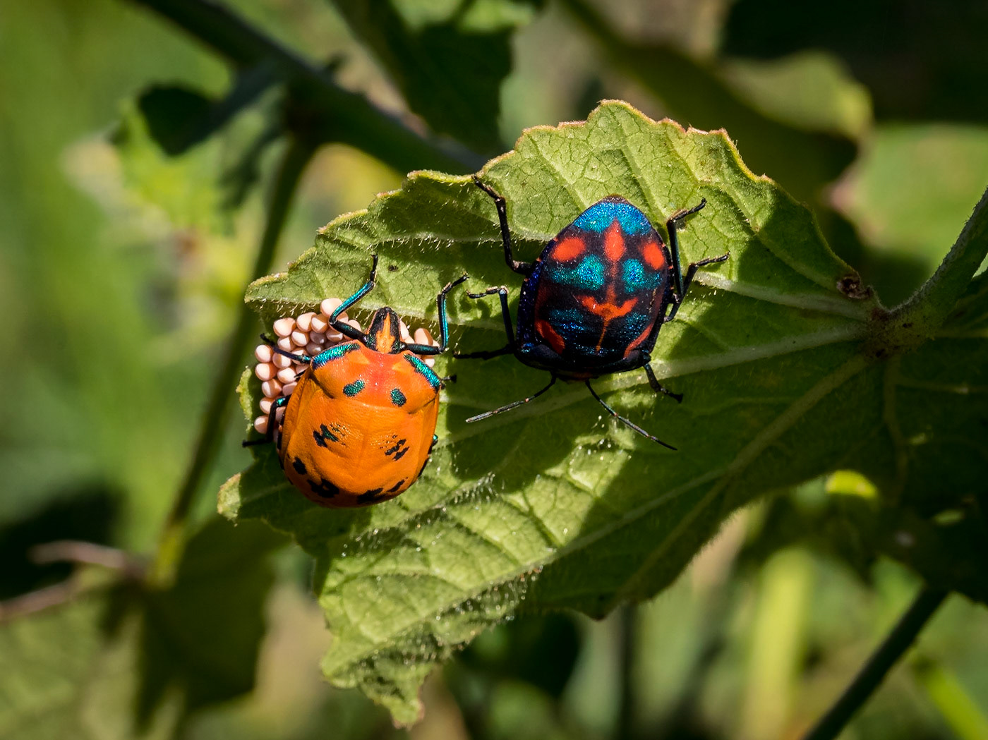 Harlequin Beetle with eggs