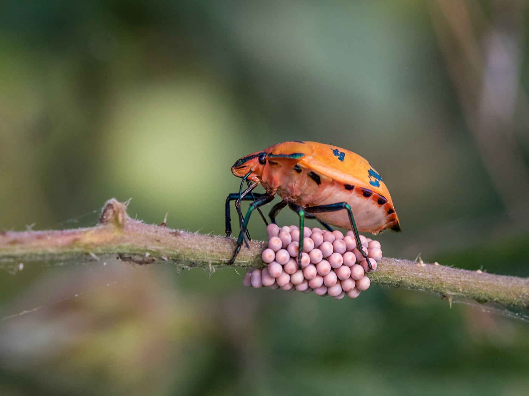Harlequin Beetle with eggs