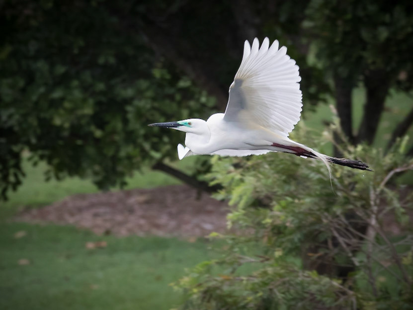 Eastern Great Egret