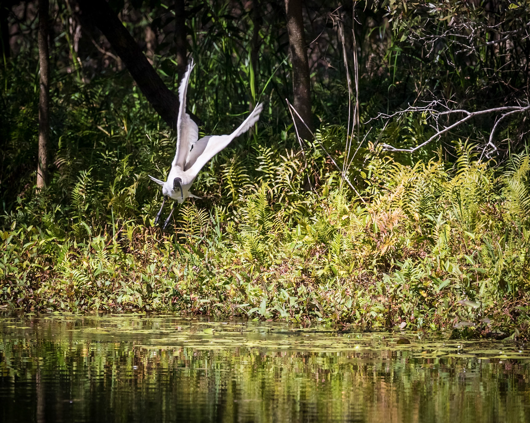 Baldwin Swamp Environment Park