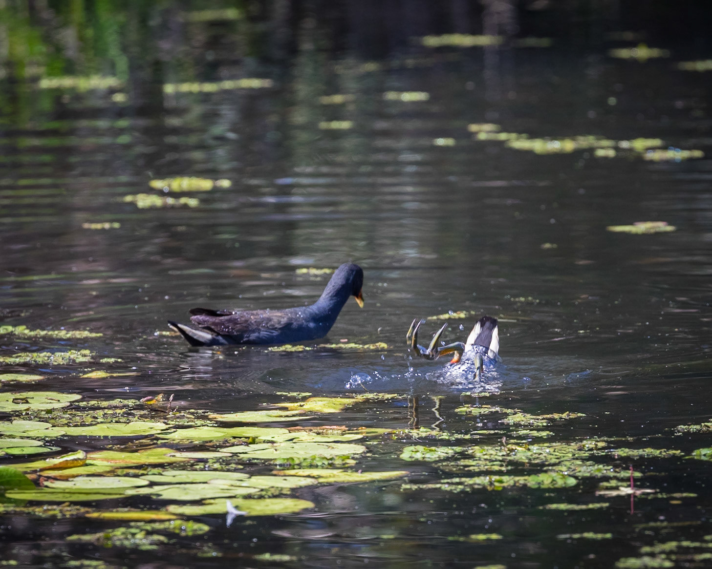 Baldwin Swamp Environment Park