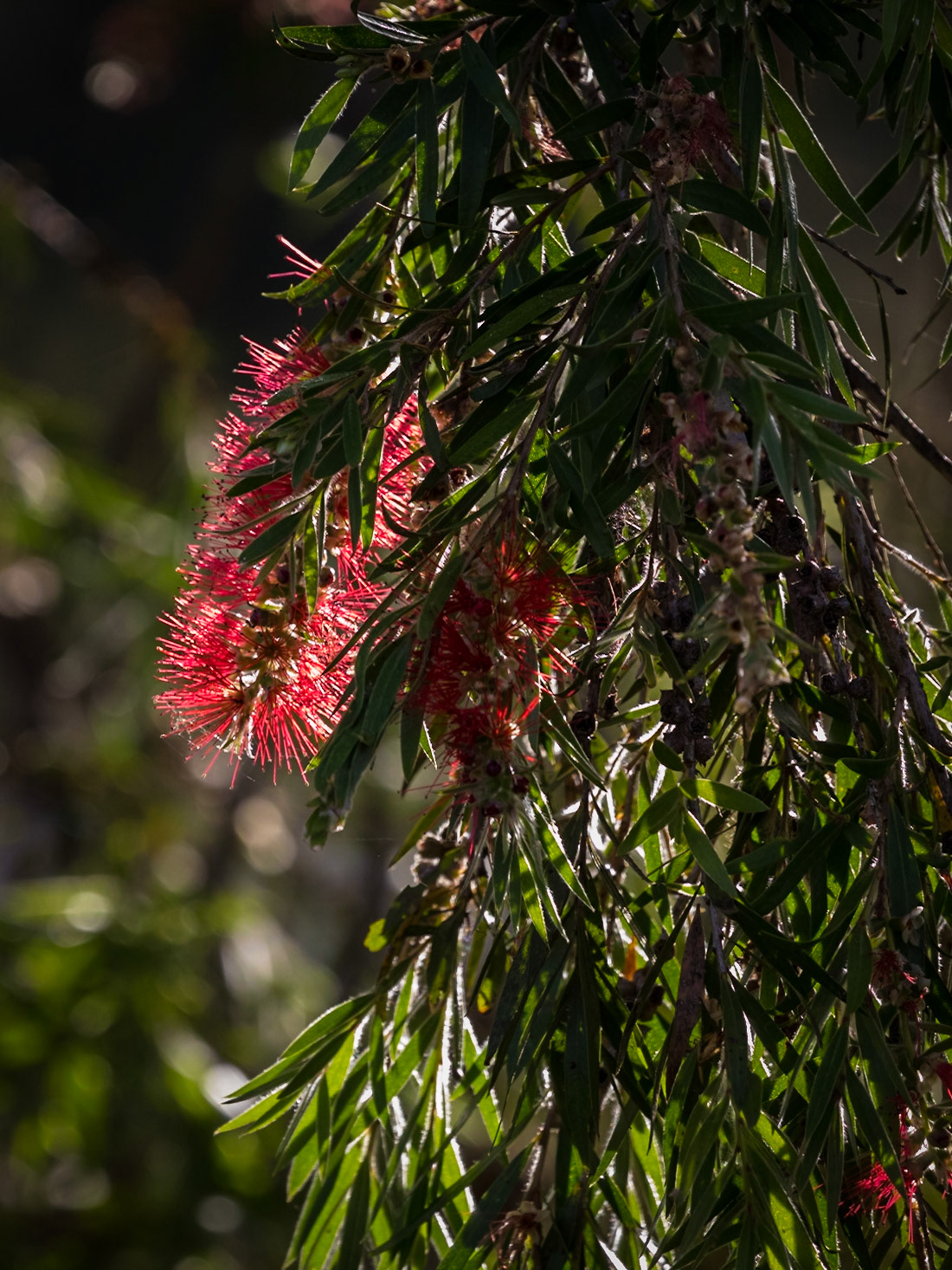 Bottle Brush, backlit