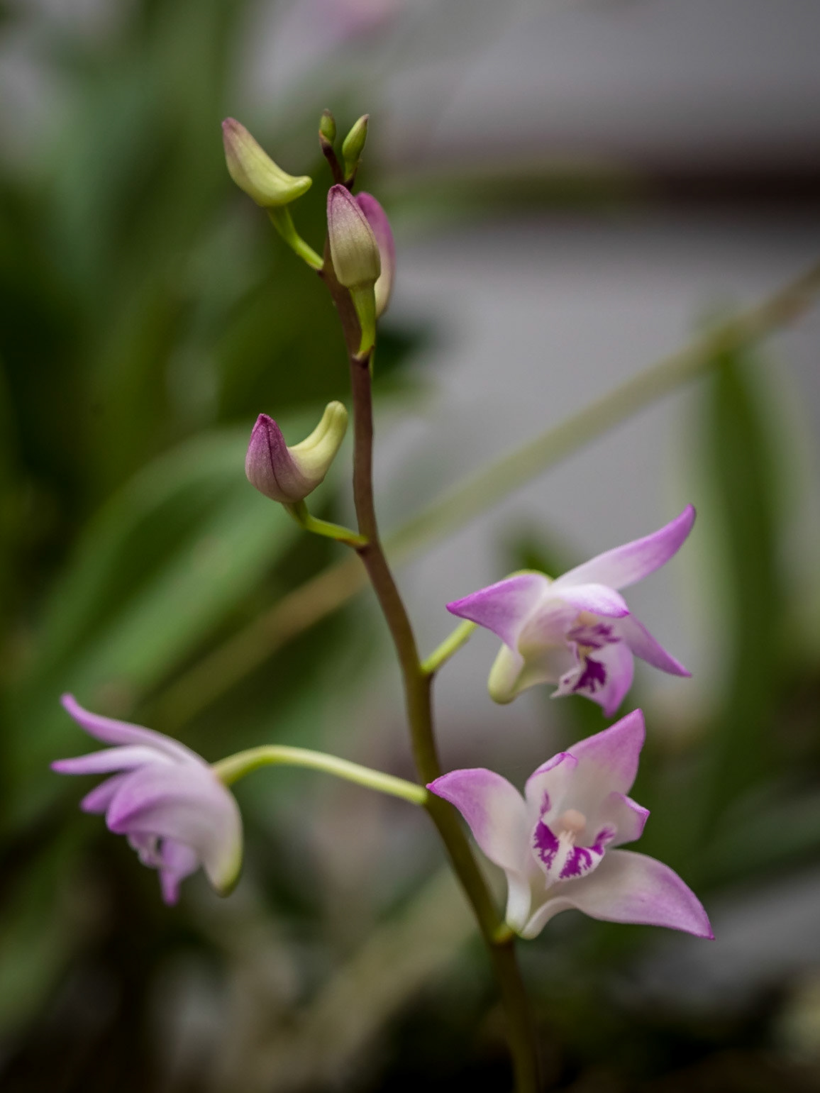 In the Orchid House, Hervey Bay Botanic Gardens
