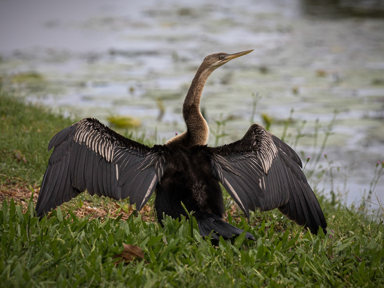 Australasian Darter