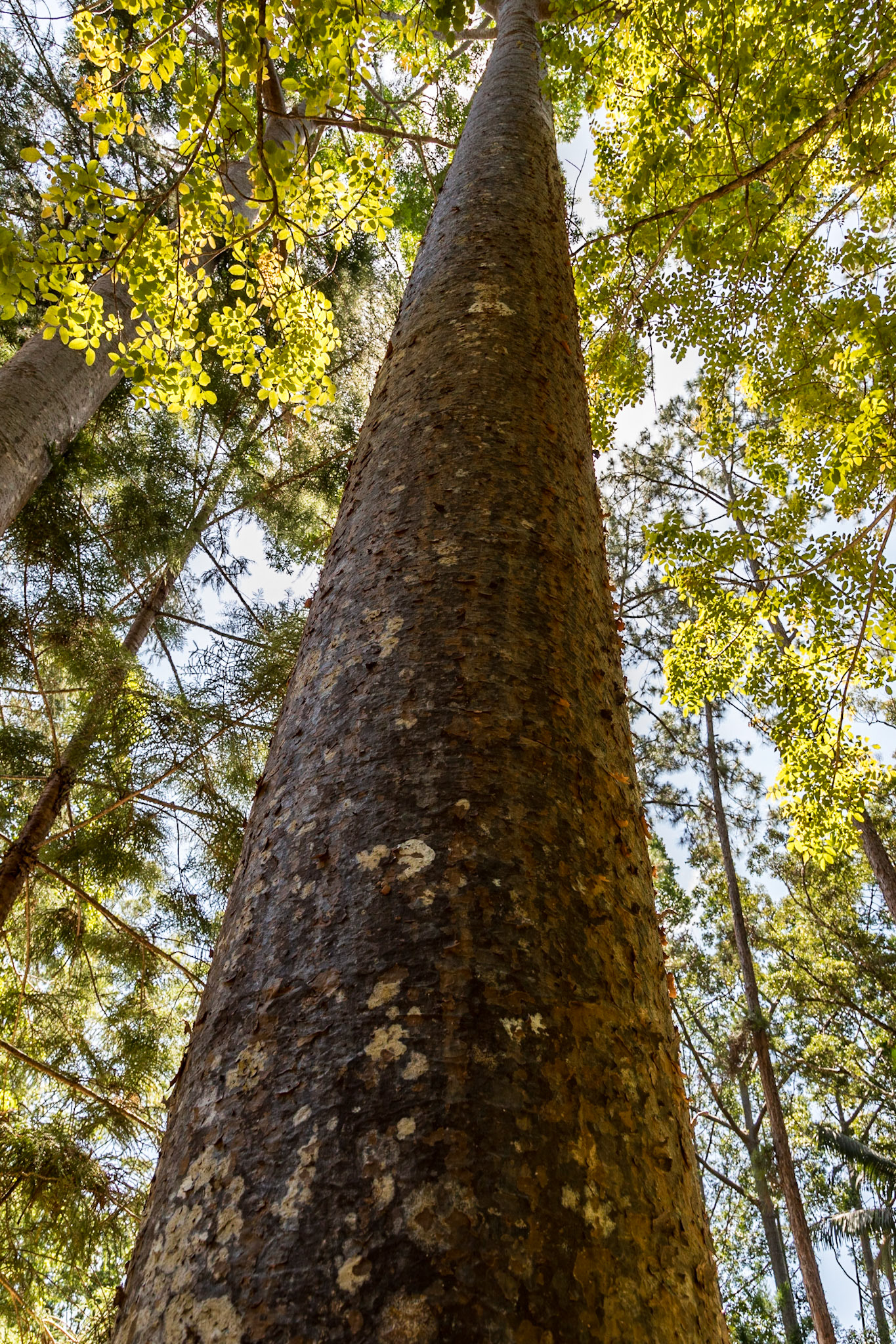 Ancient Satinay tree