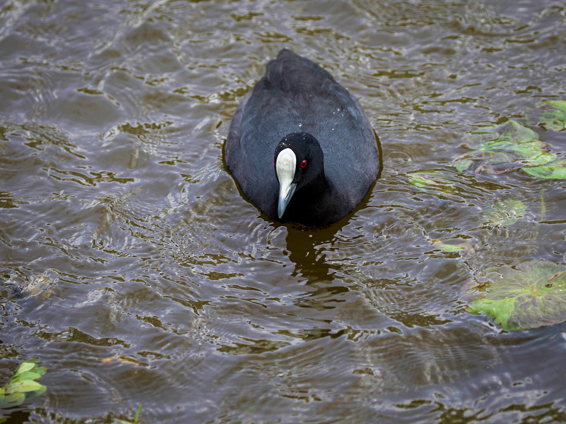 Birds of Hood's Lagoon