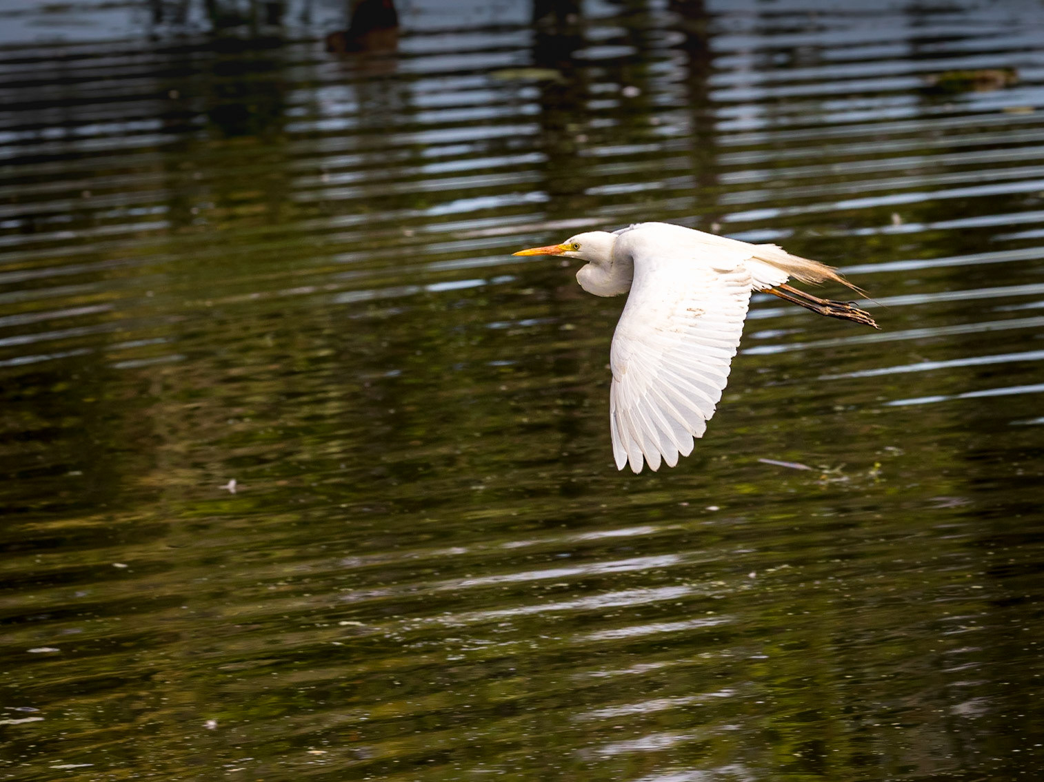 Intermediate Egret