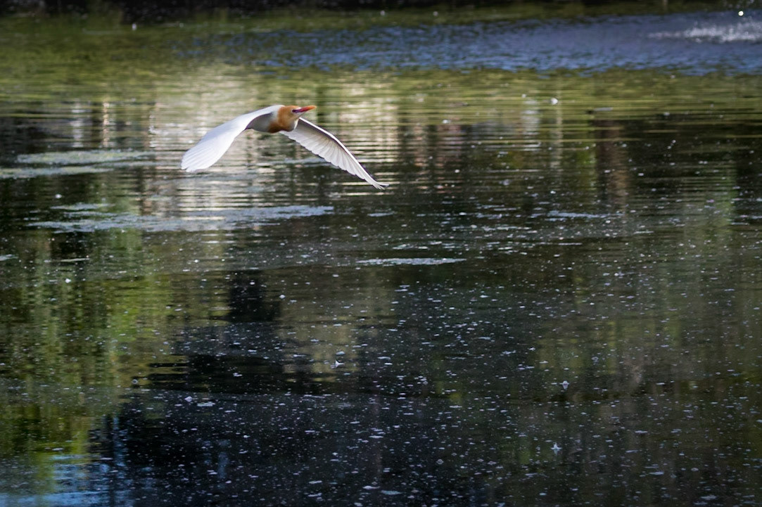 Cattle Egret