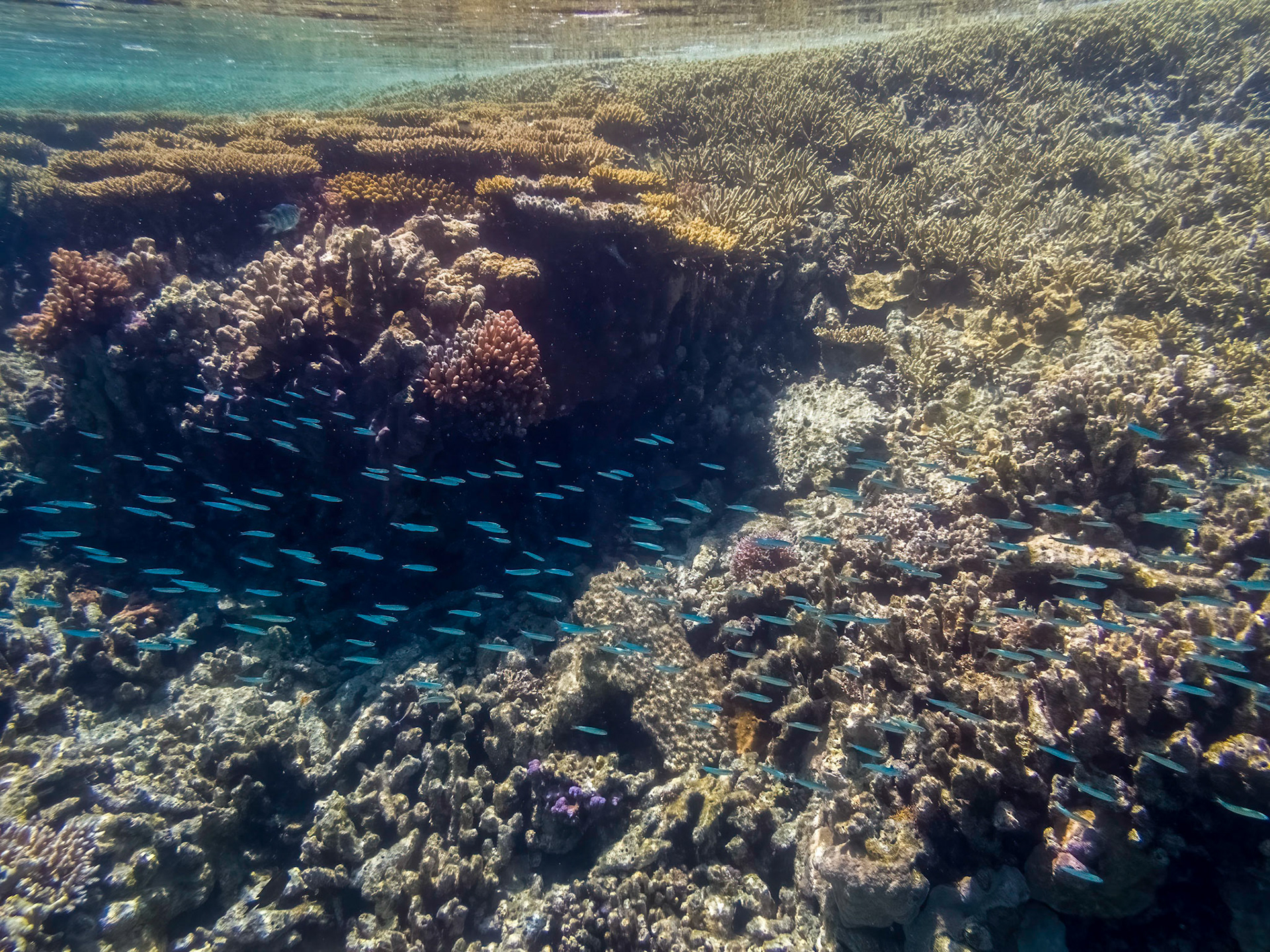 Coral reef in the Lady Musgrave Island lagoon