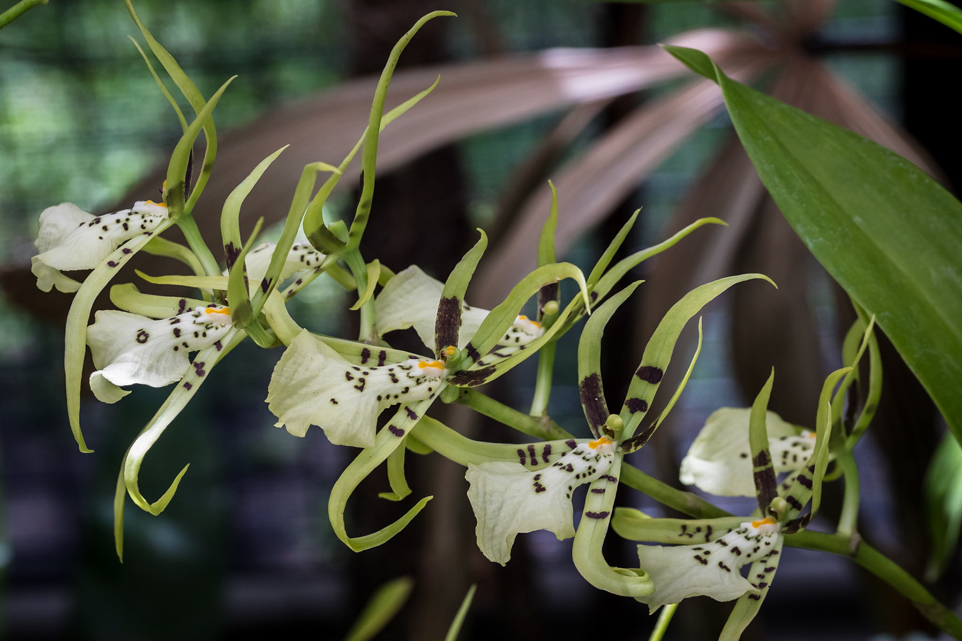 In the Orchid House, Hervey Bay Botanic Gardens