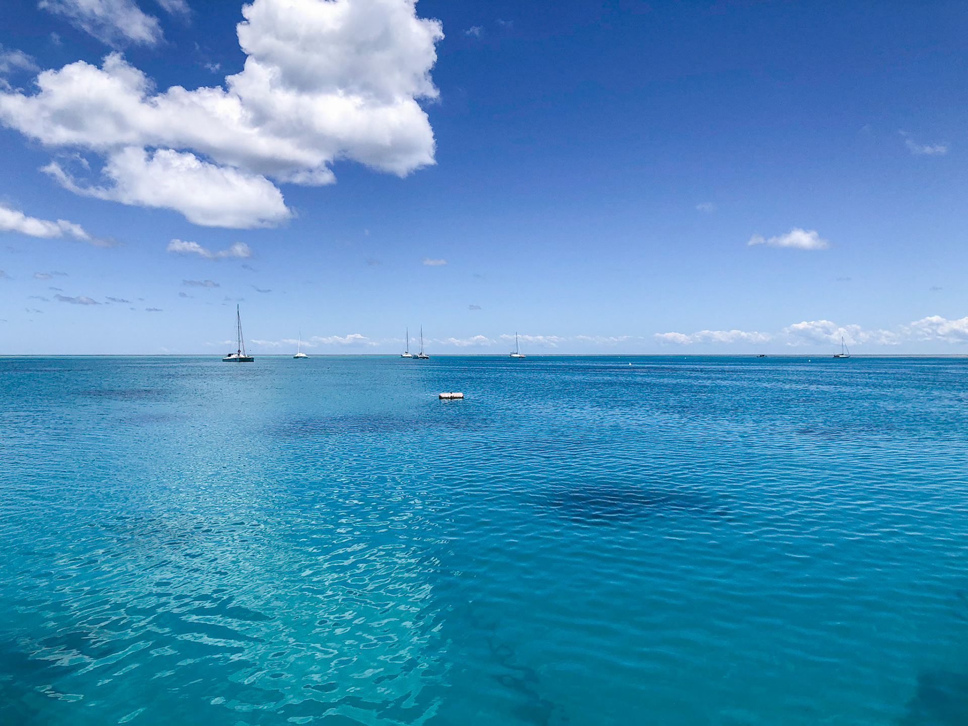 In the Lady Musgrave Island lagoon