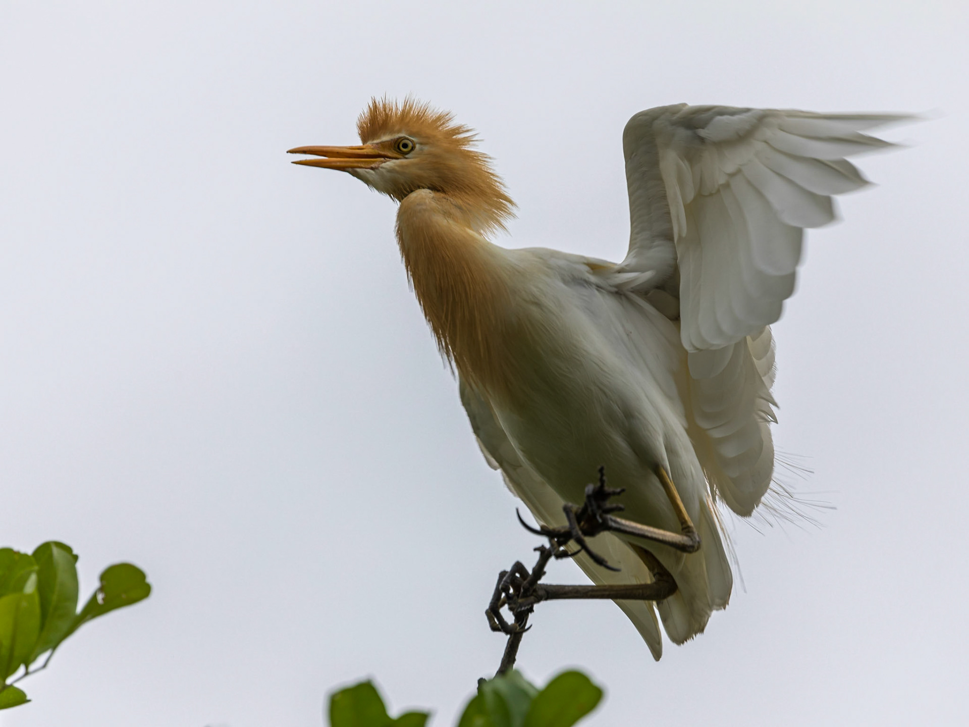 Cattle egret