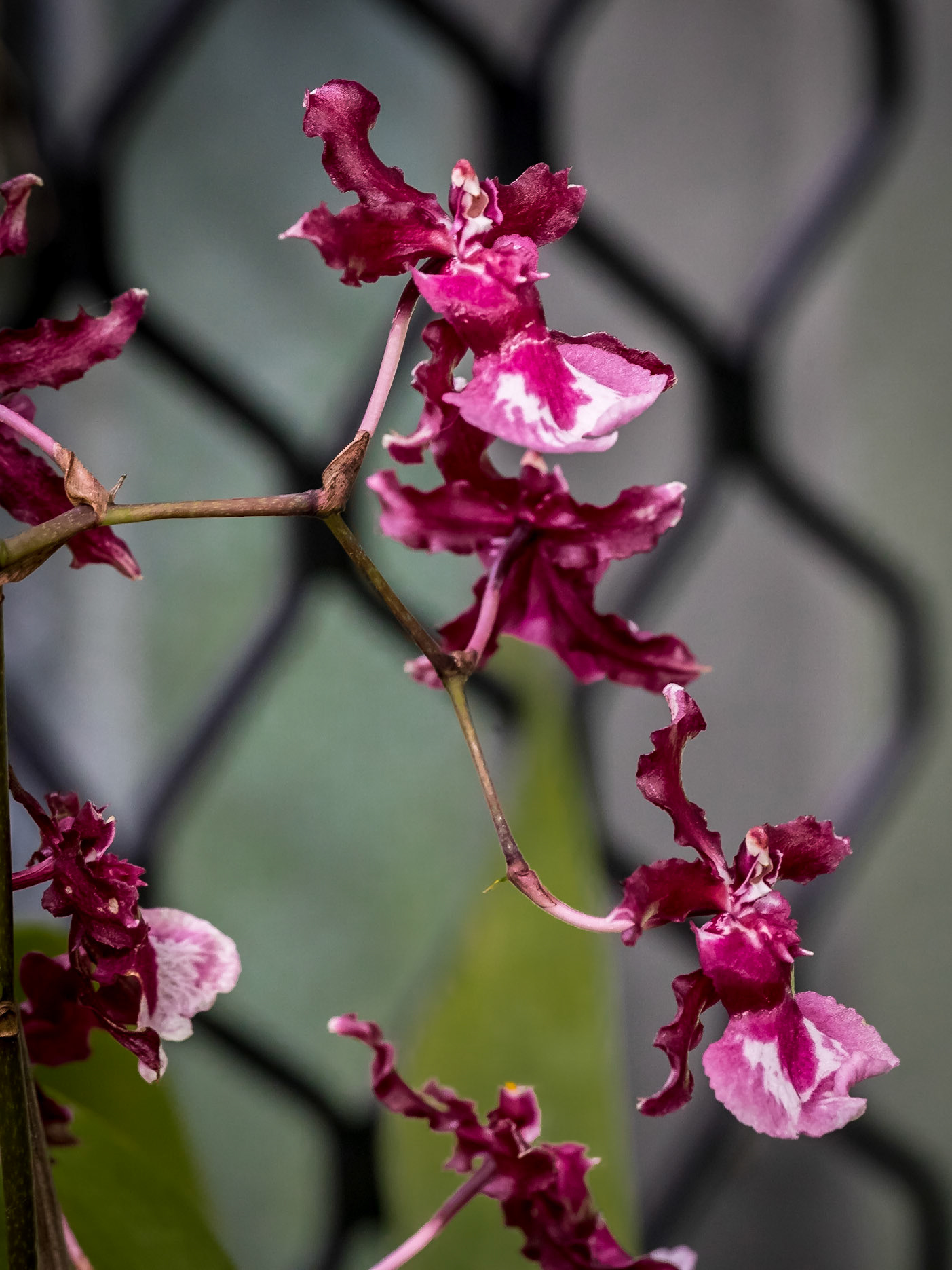 In the Orchid House, Hervey Bay Botanic Gardens
