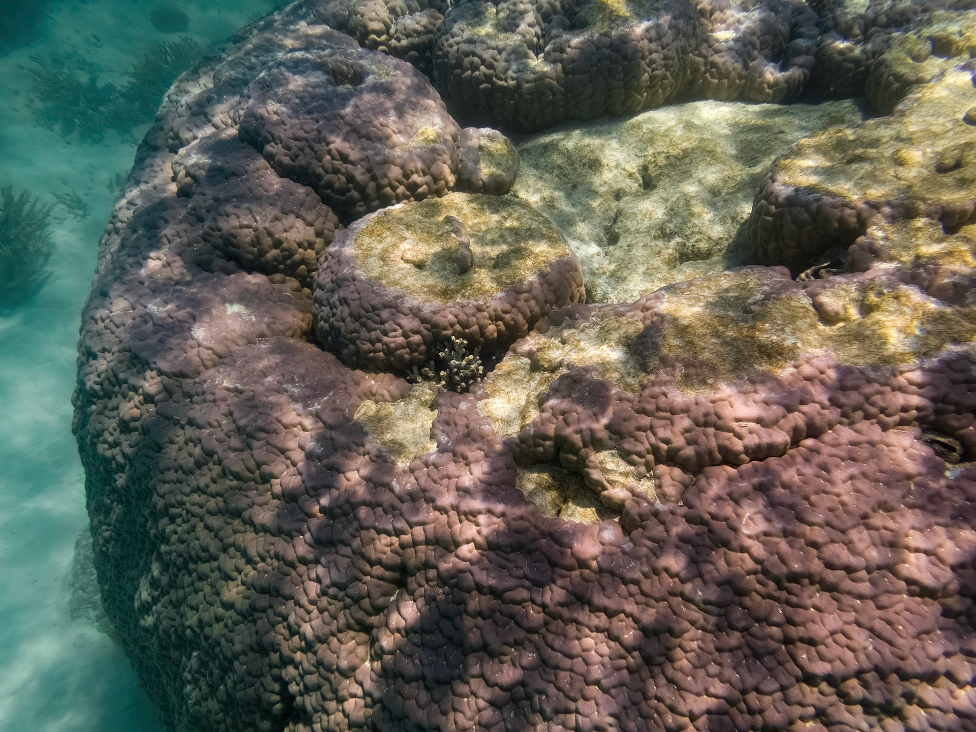 Coral reef in the Lady Musgrave Island lagoon