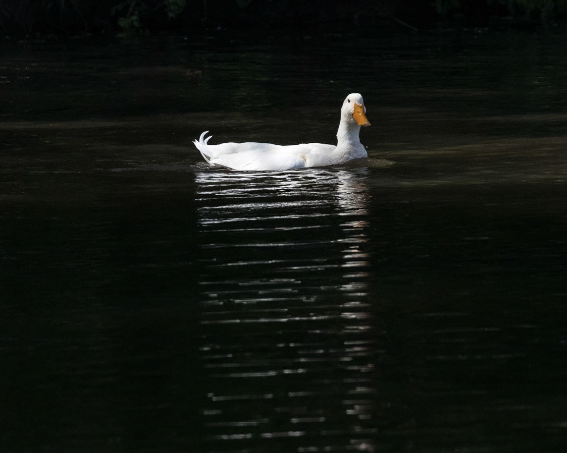 Baldwin Swamp Environment Park