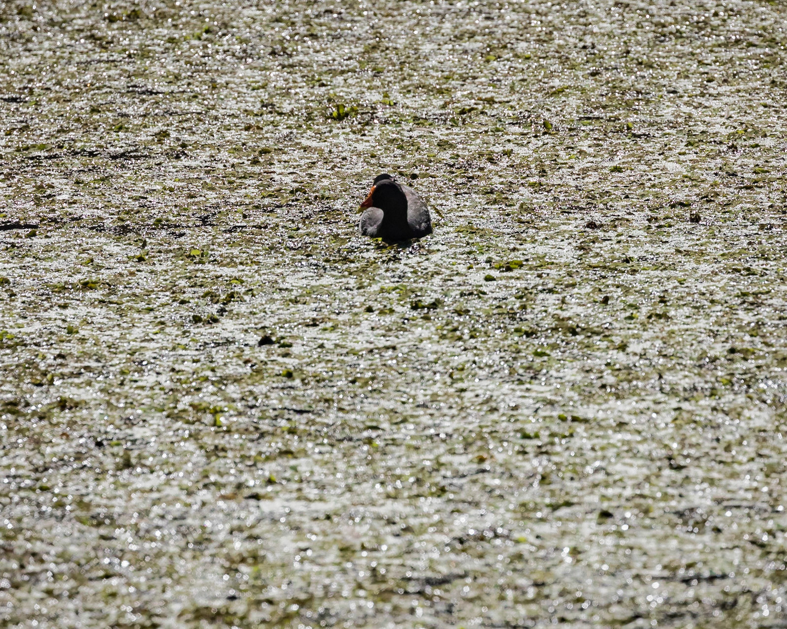 Baldwin Swamp Environment Park