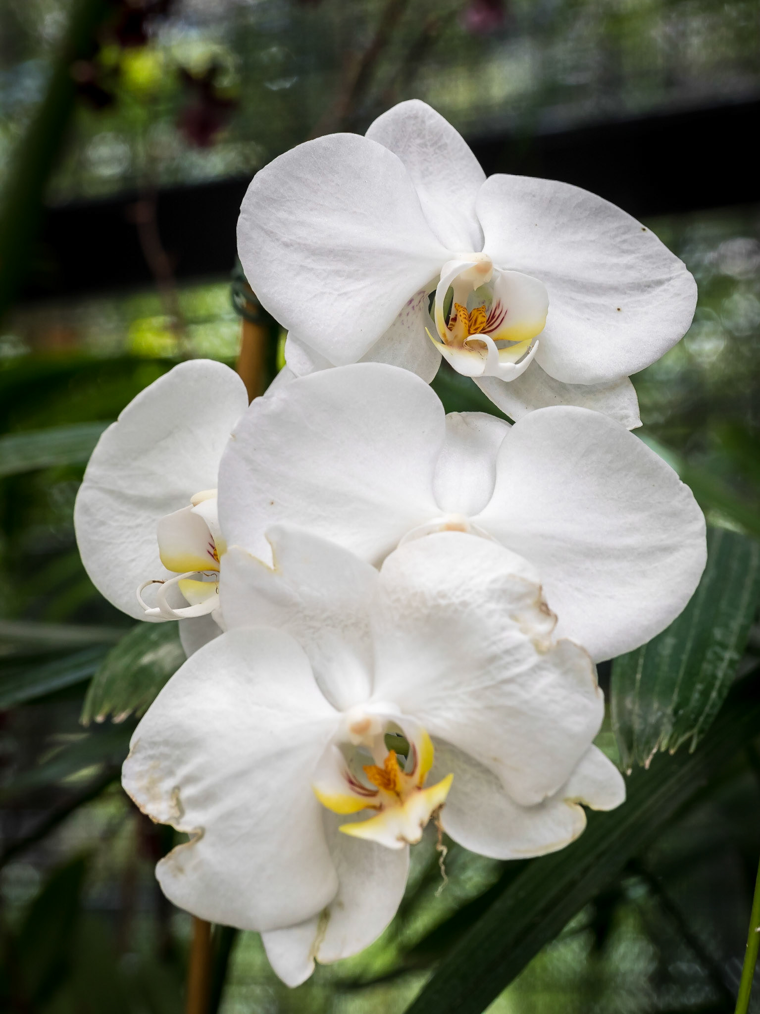 In the Orchid House, Hervey Bay Botanic Gardens