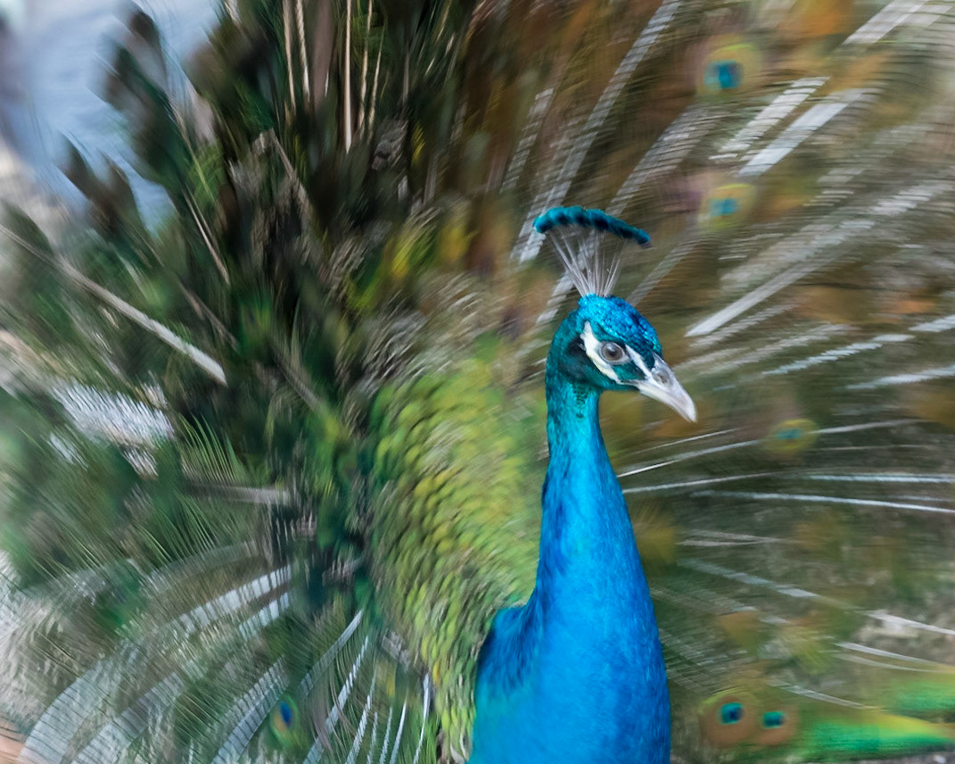 Flying High Bird Sanctuary