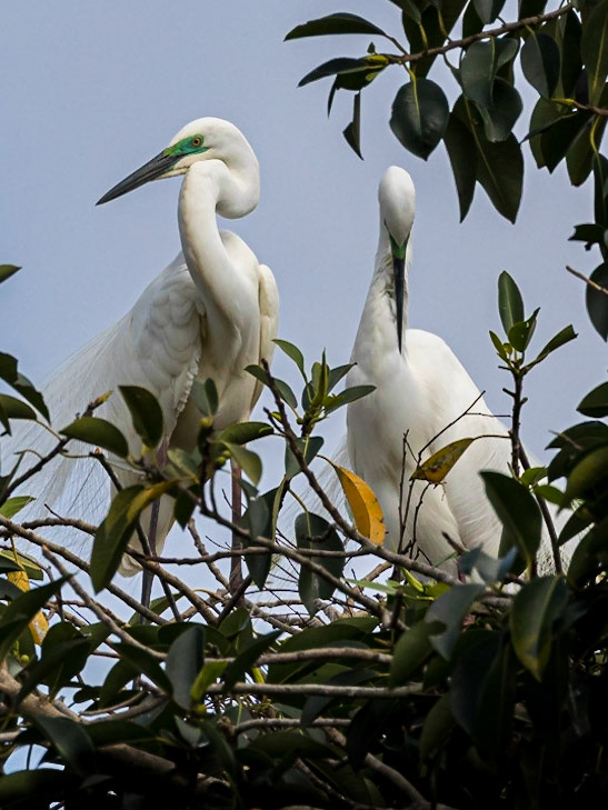 Great Egret pair at their nest