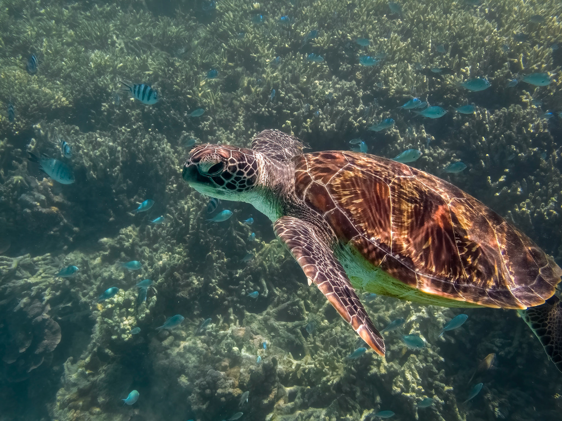 A green turtle in the Lady Musgrave Island lagoon